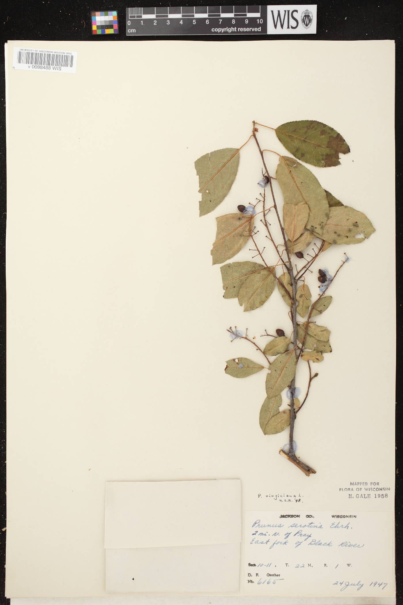 Prunus virginiana image