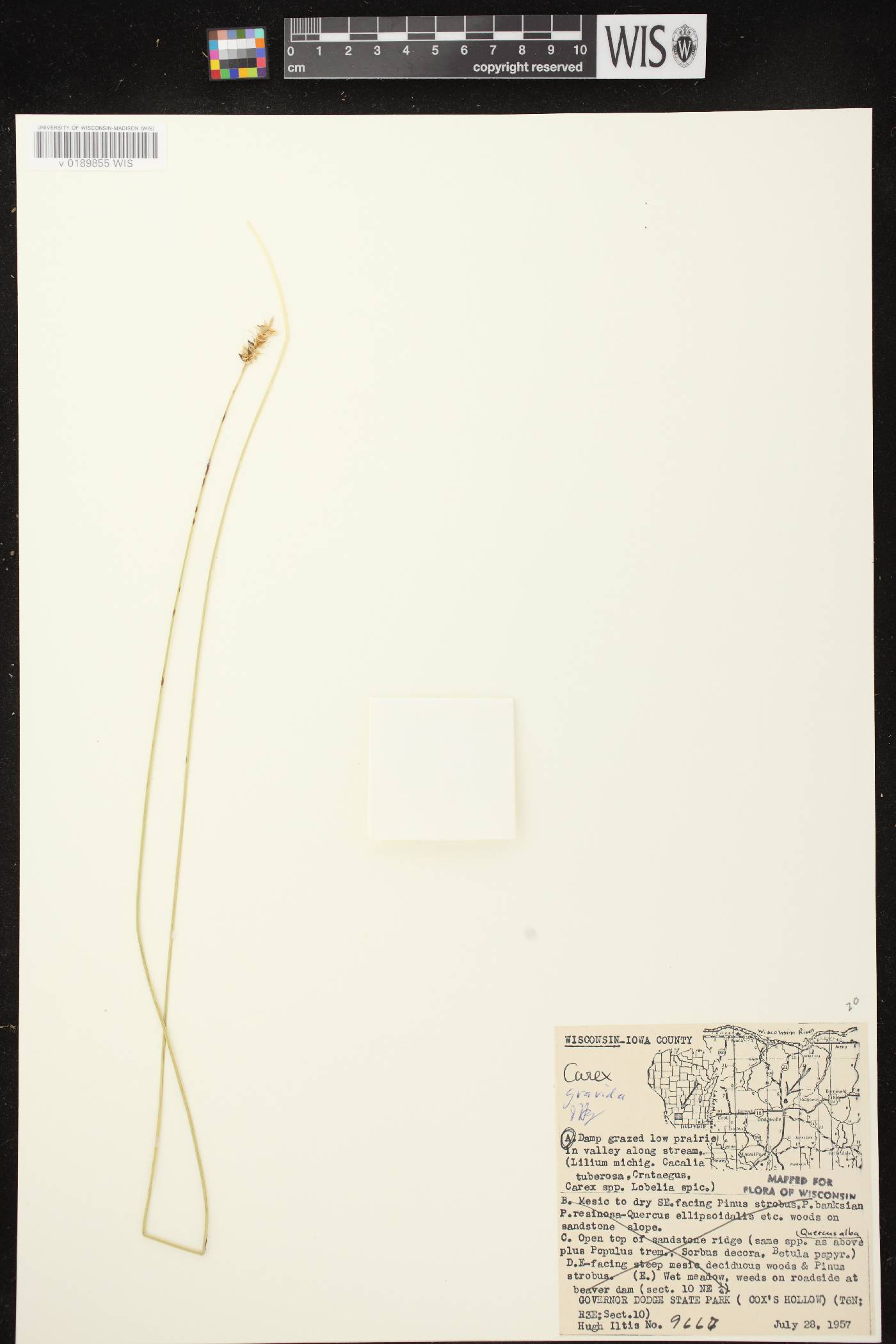 Carex gravida image