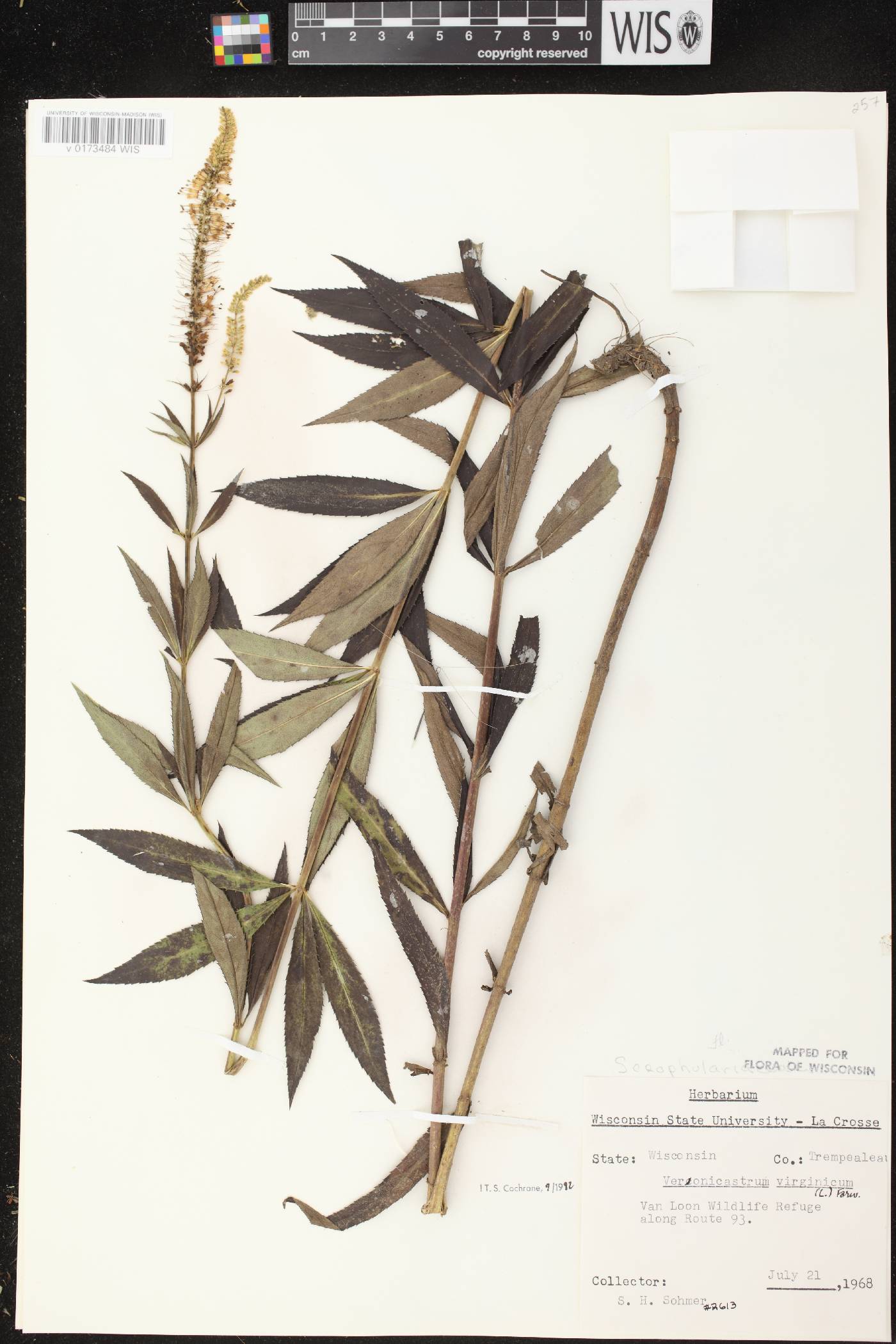 Veronicastrum virginicum image