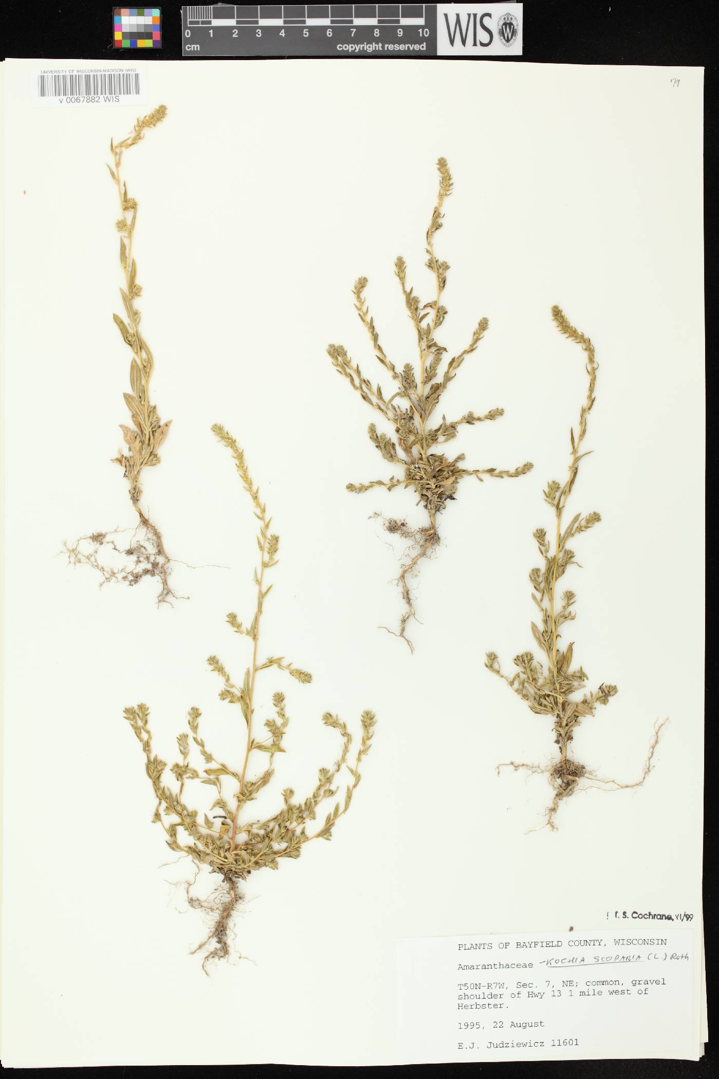 Bassia scoparia image