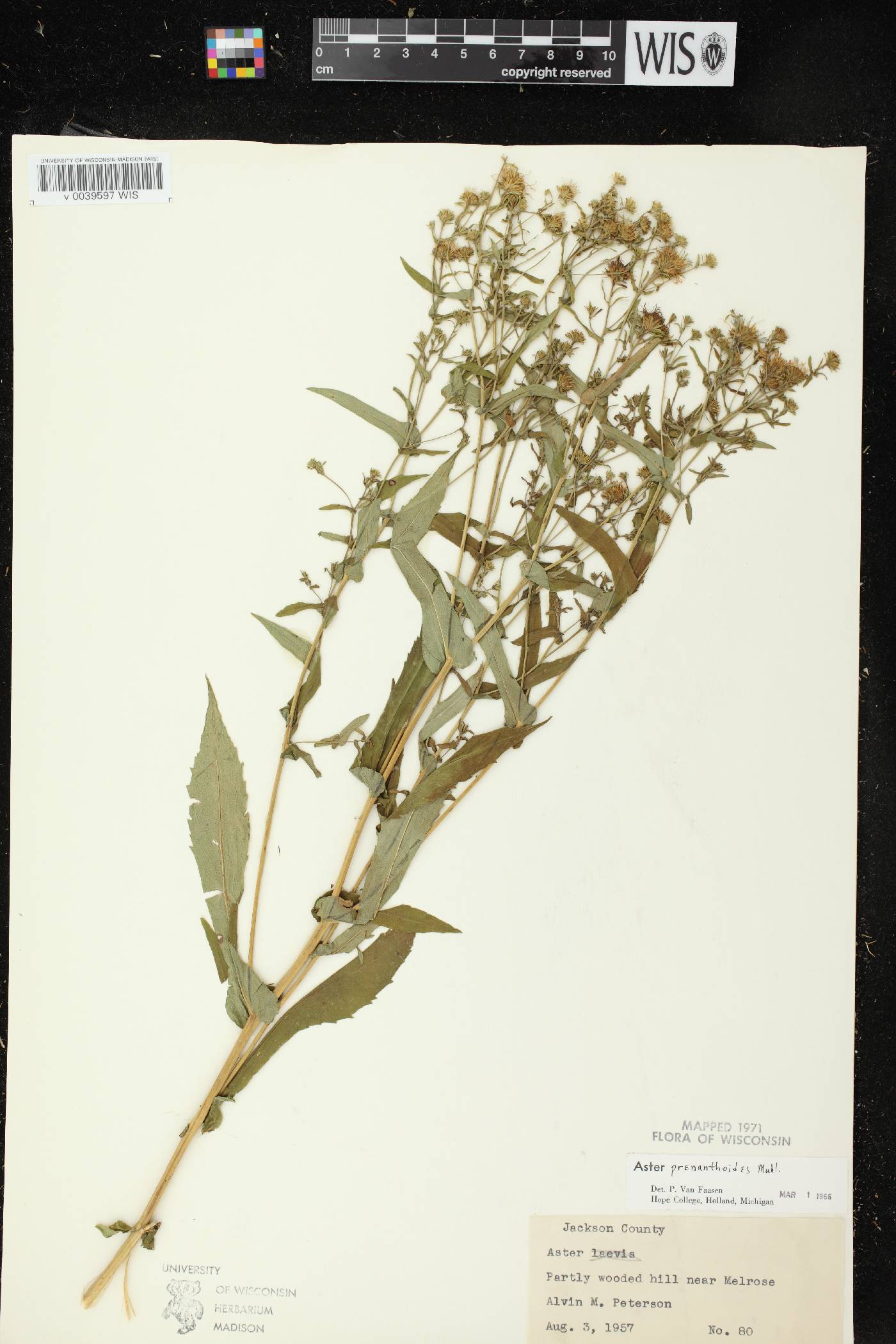 Symphyotrichum prenanthoides image