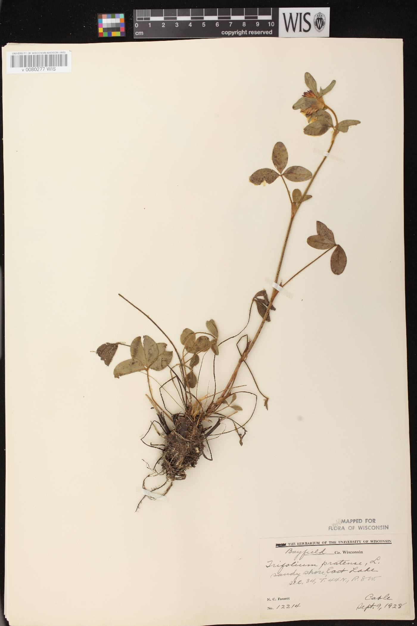 Trifolium pratense image