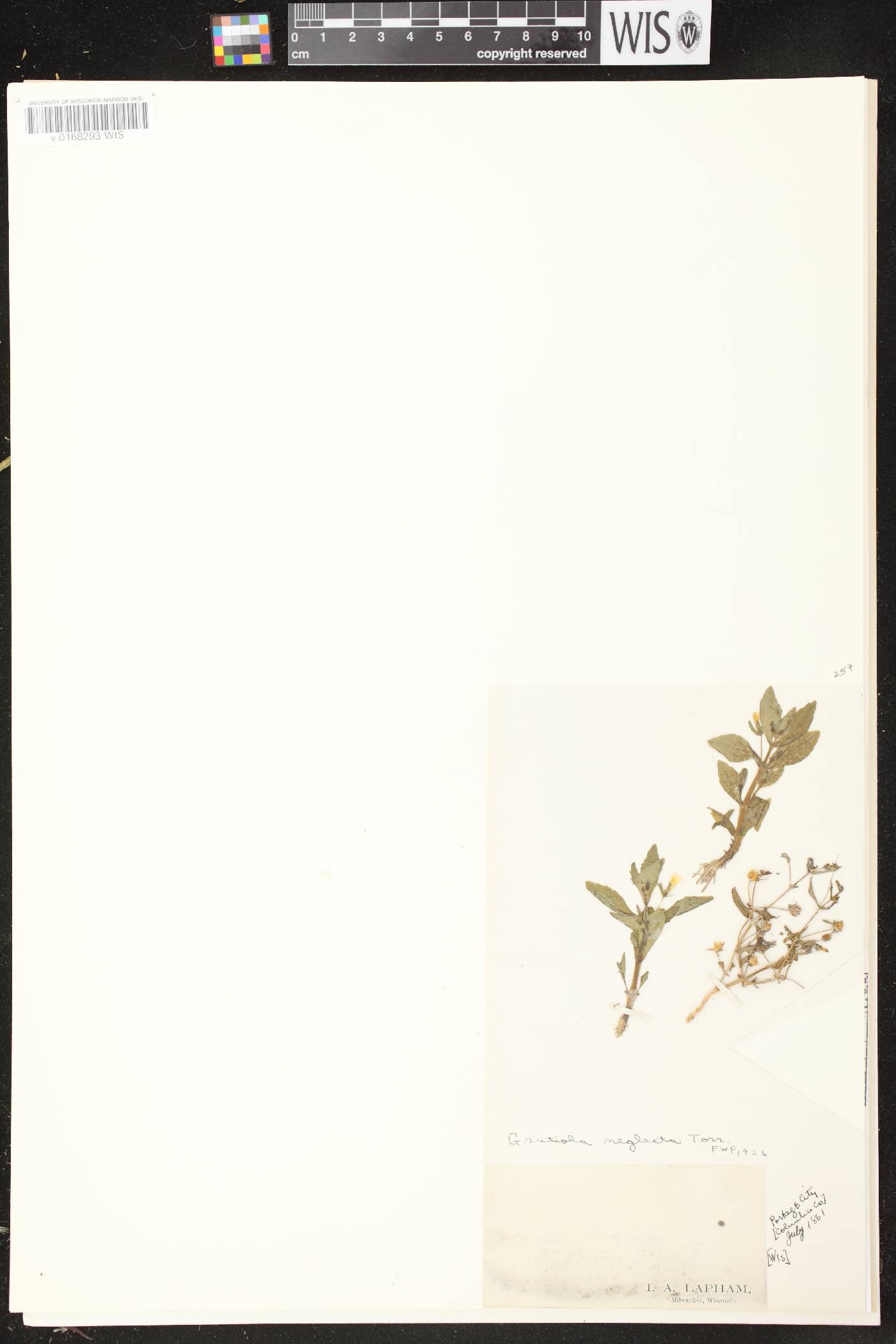 Gratiola neglecta image