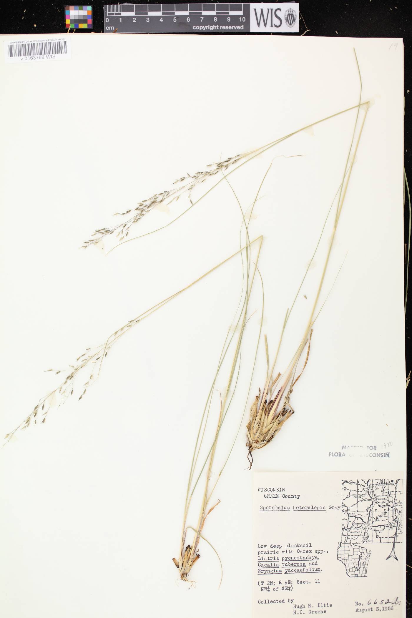Sporobolus heterolepis image