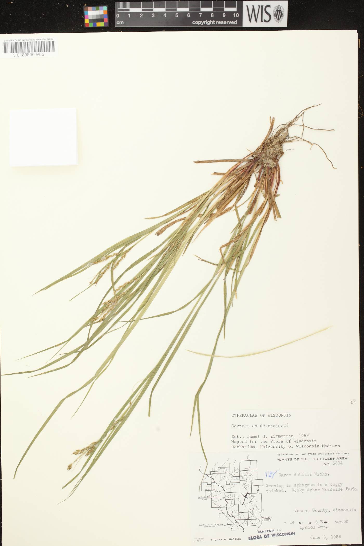 Carex debilis var. rudgei image