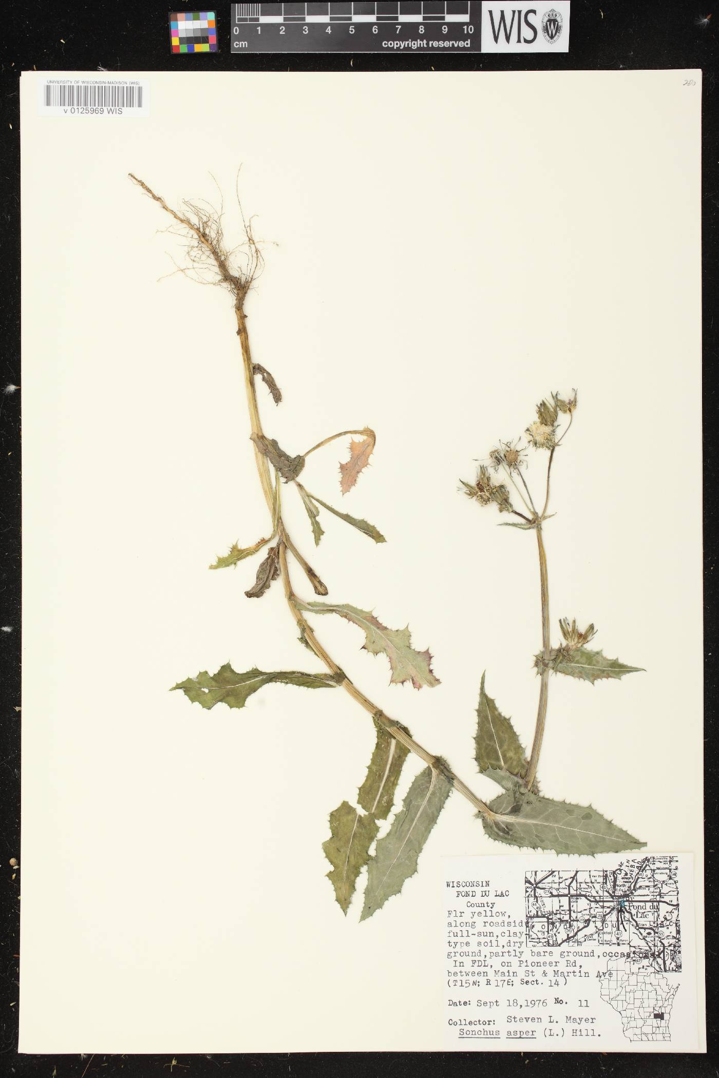 Sonchus asper image