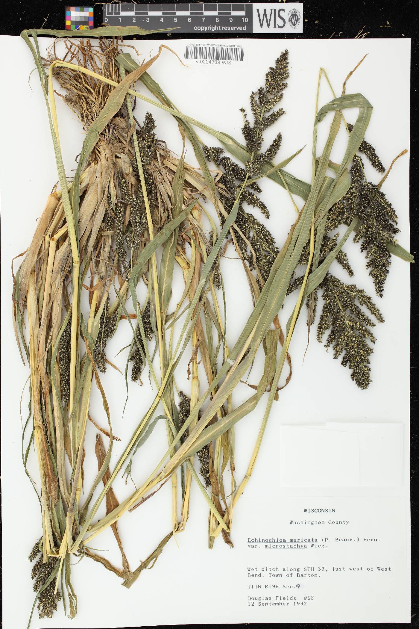 Echinochloa muricata var. microstachya image