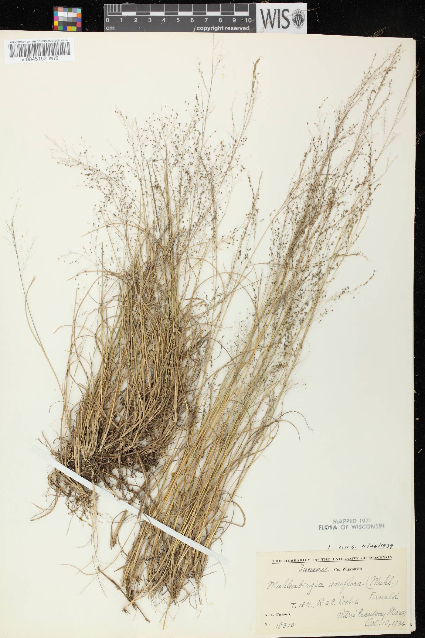 Muhlenbergia uniflora image