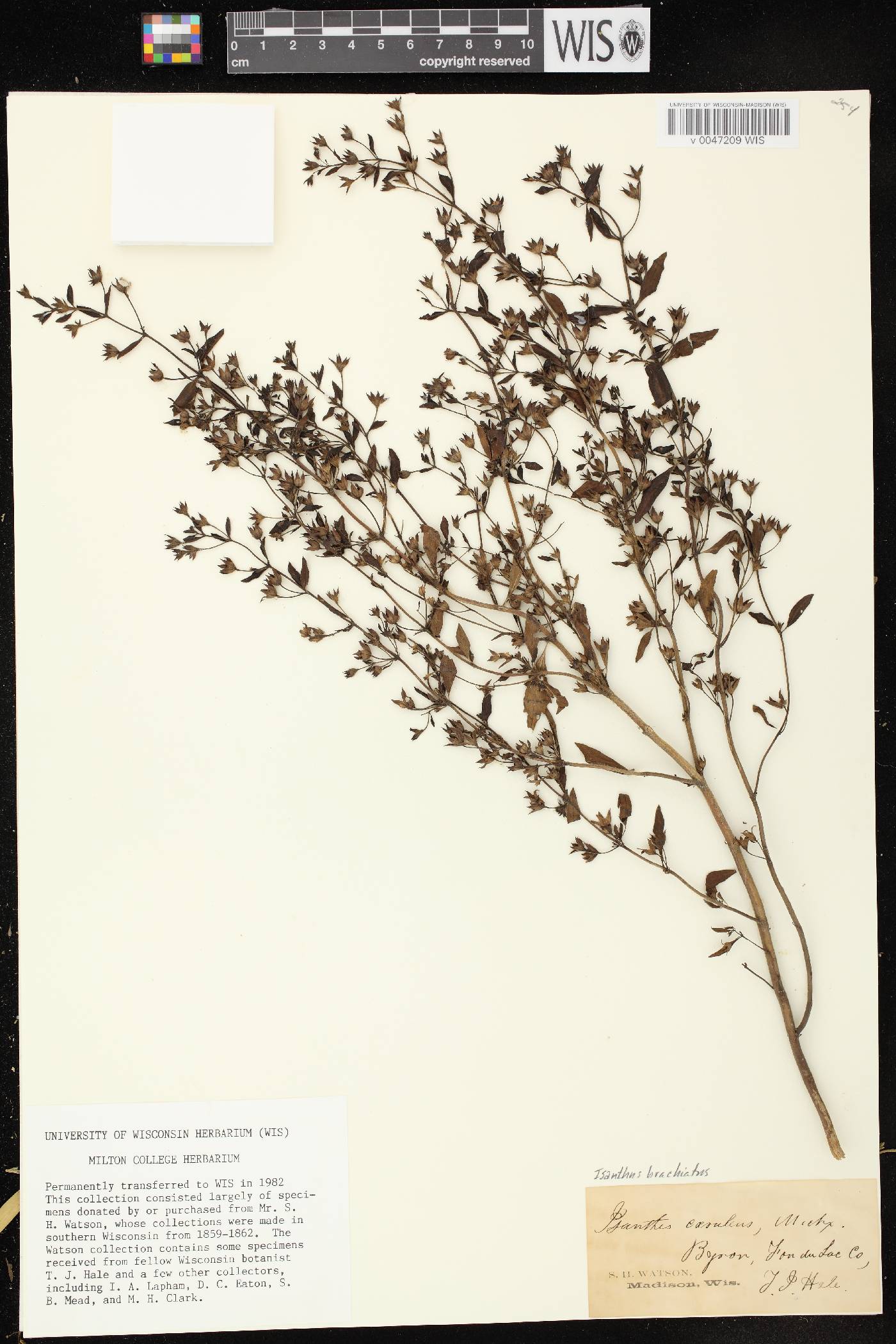 Trichostema brachiatum image