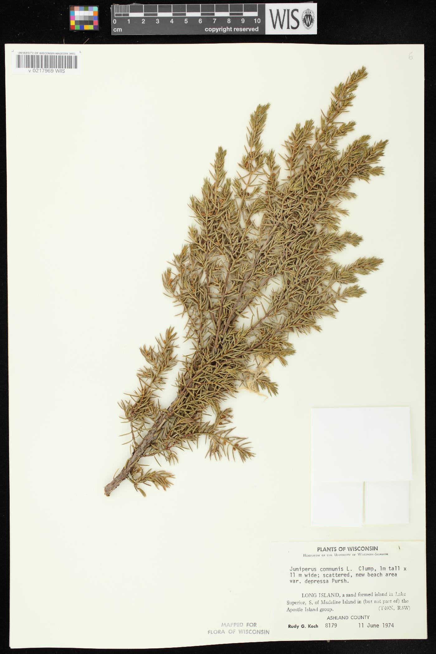 Juniperus communis image