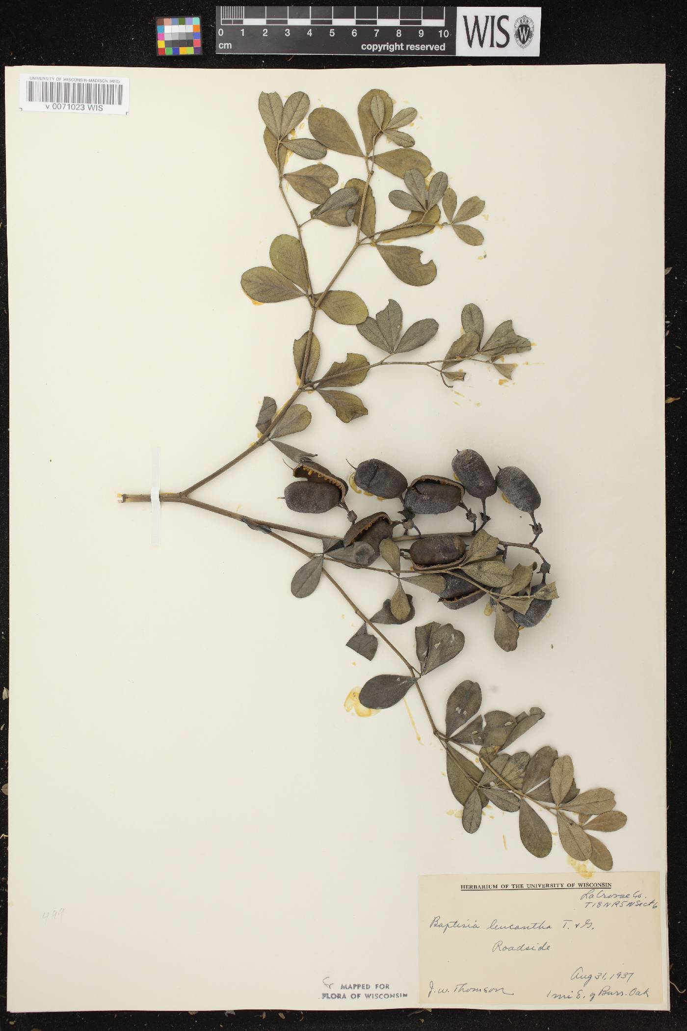 Baptisia lactea image