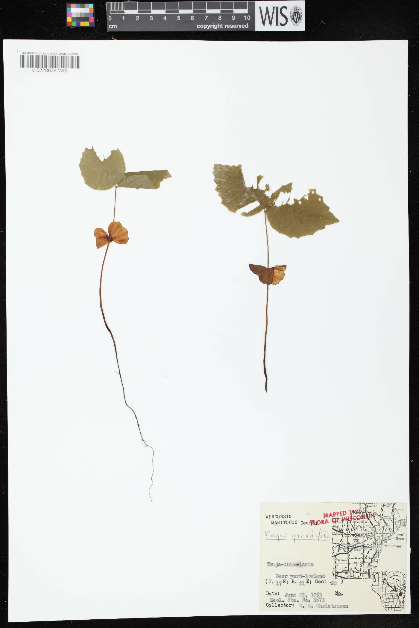 Fagus grandifolia image