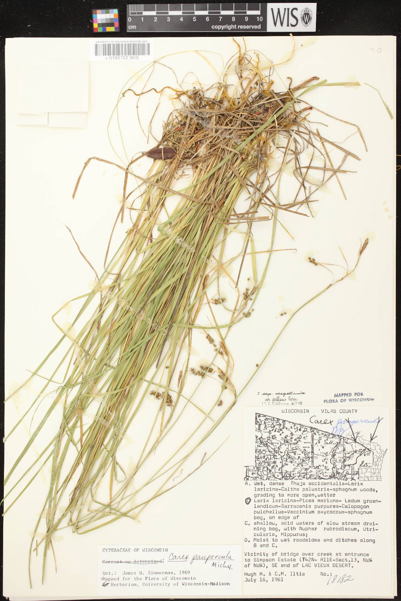 Carex magellanica image