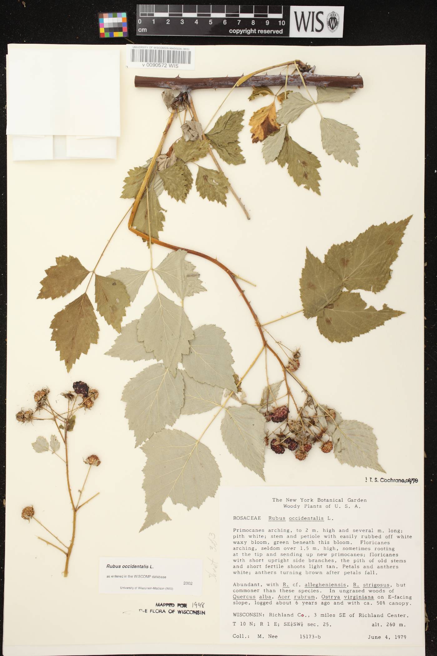 Rubus occidentalis image