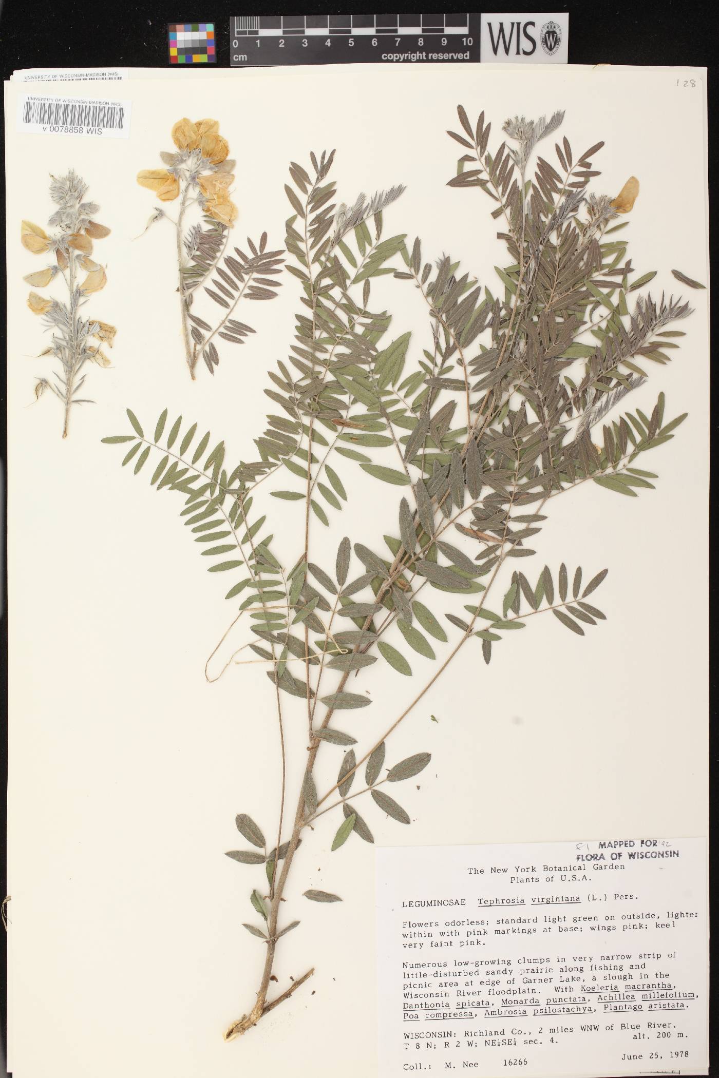 Tephrosia virginiana image