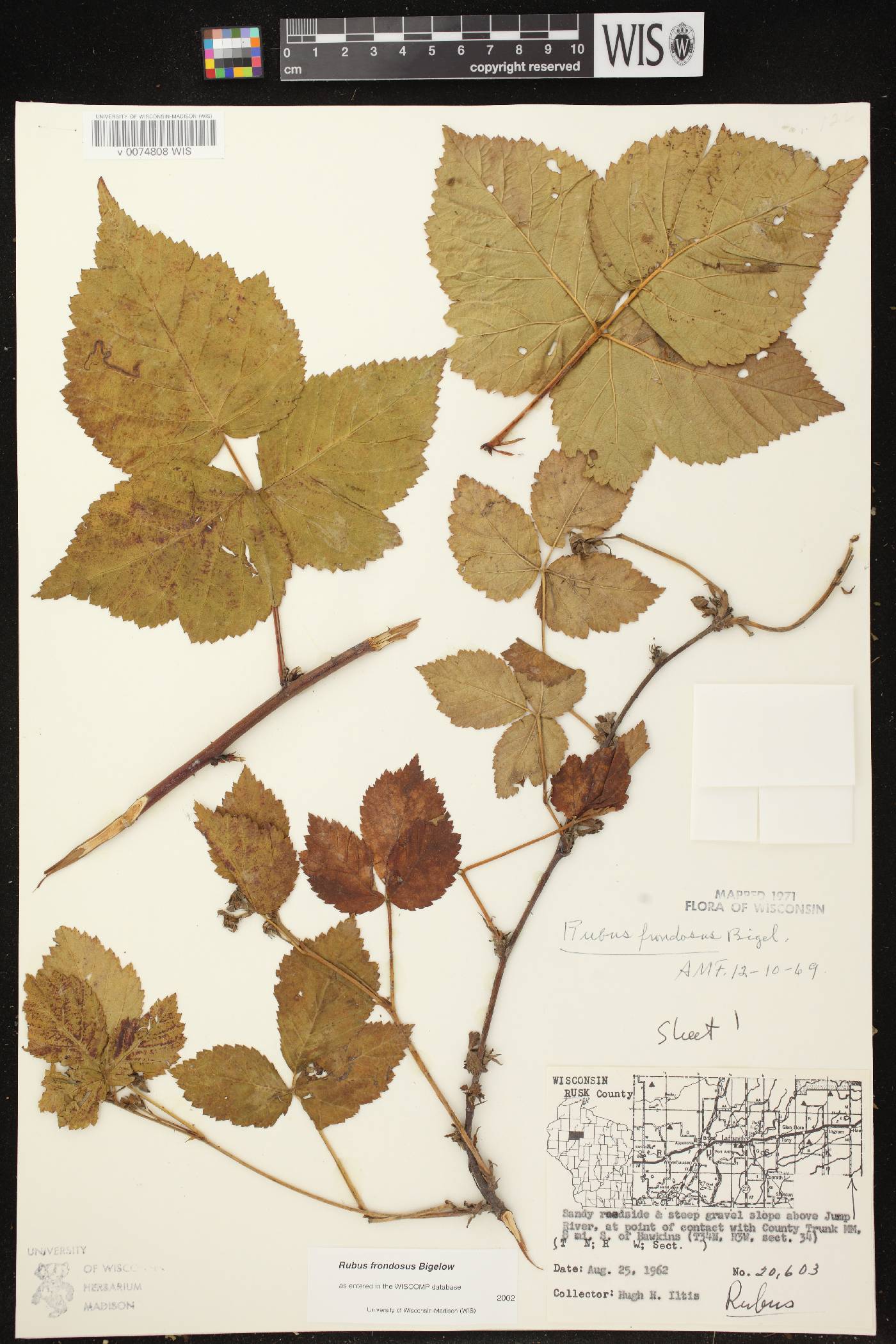 Rubus pensilvanicus image