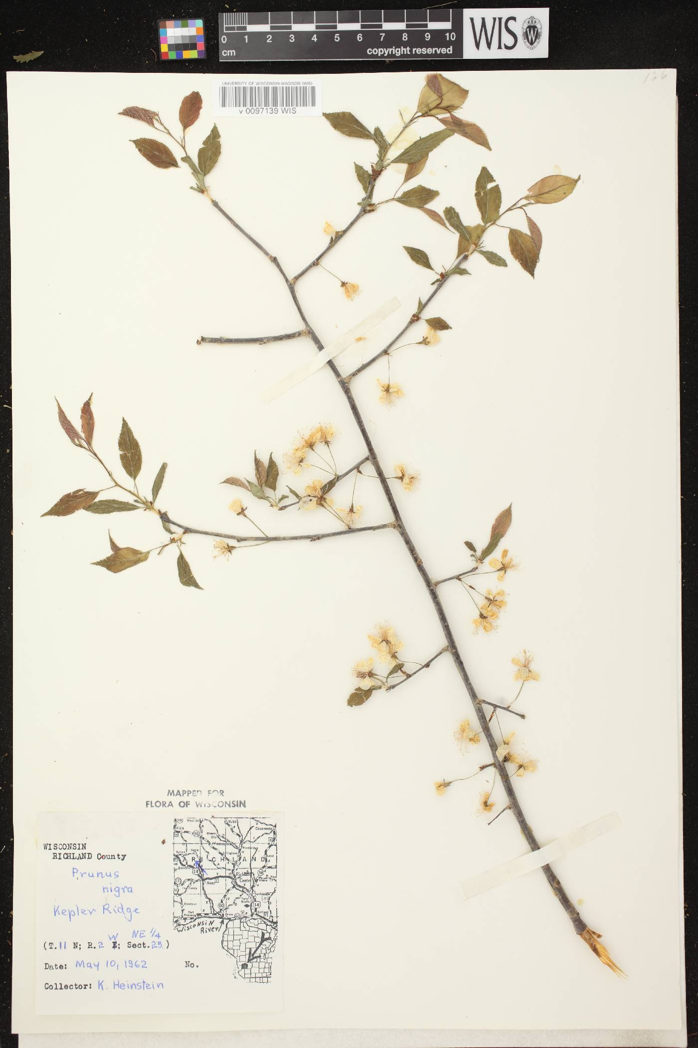 Prunus nigra image