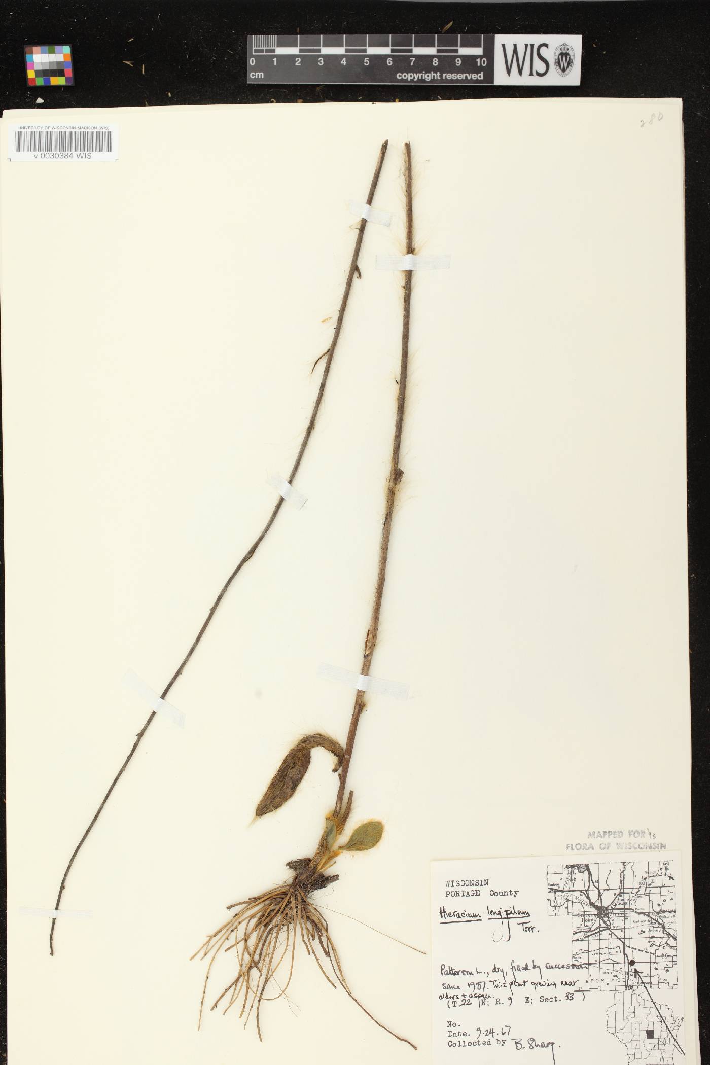 Hieracium longipilum image