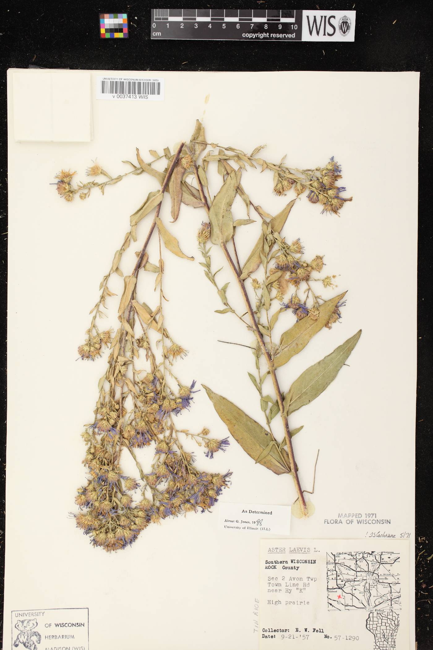 Symphyotrichum laeve image