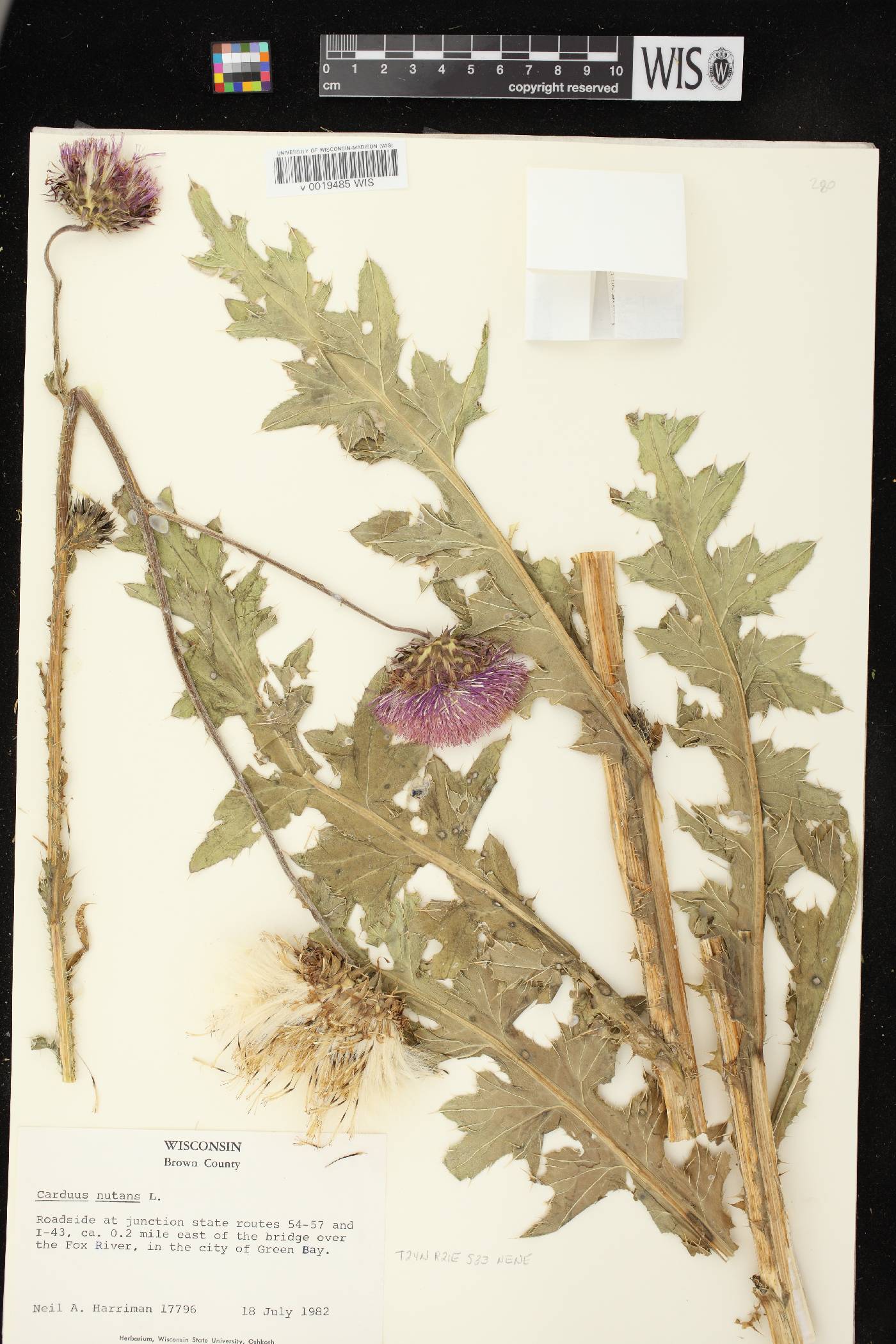 Carduus nutans image