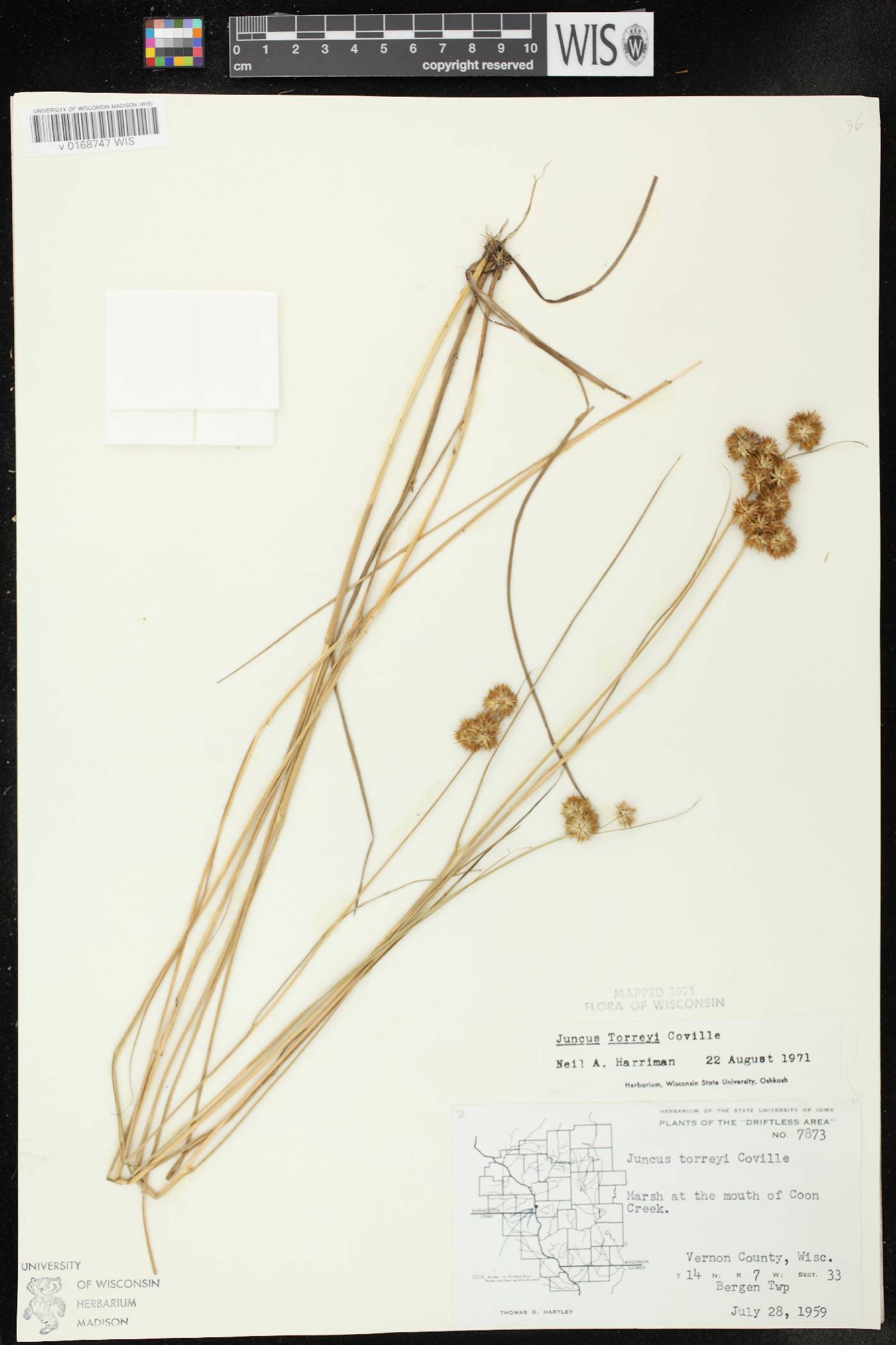 Juncus torreyi image