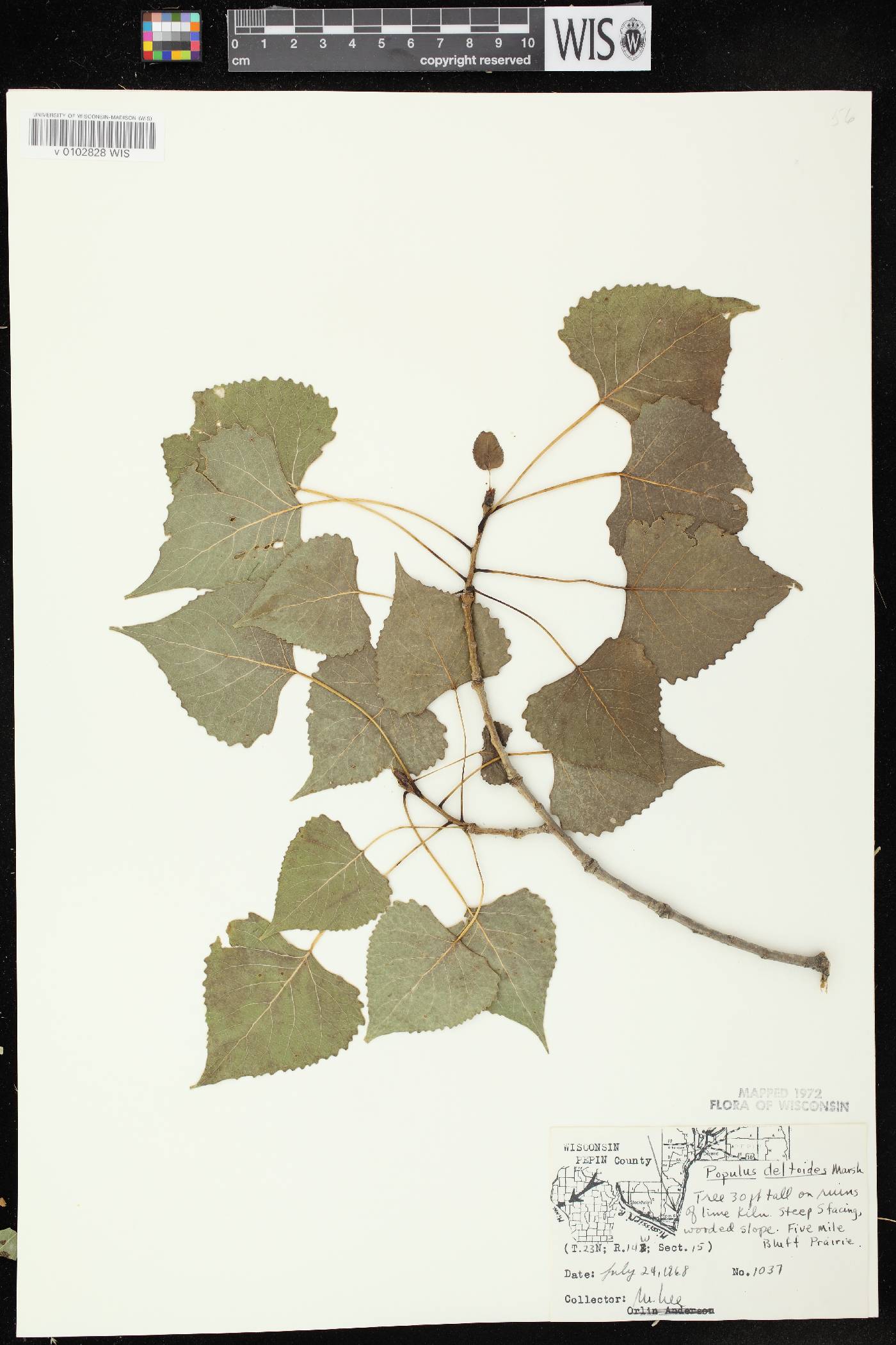 Populus deltoides image