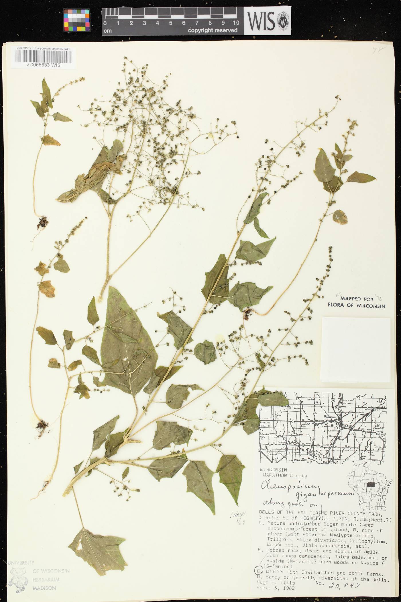 Chenopodium simplex image