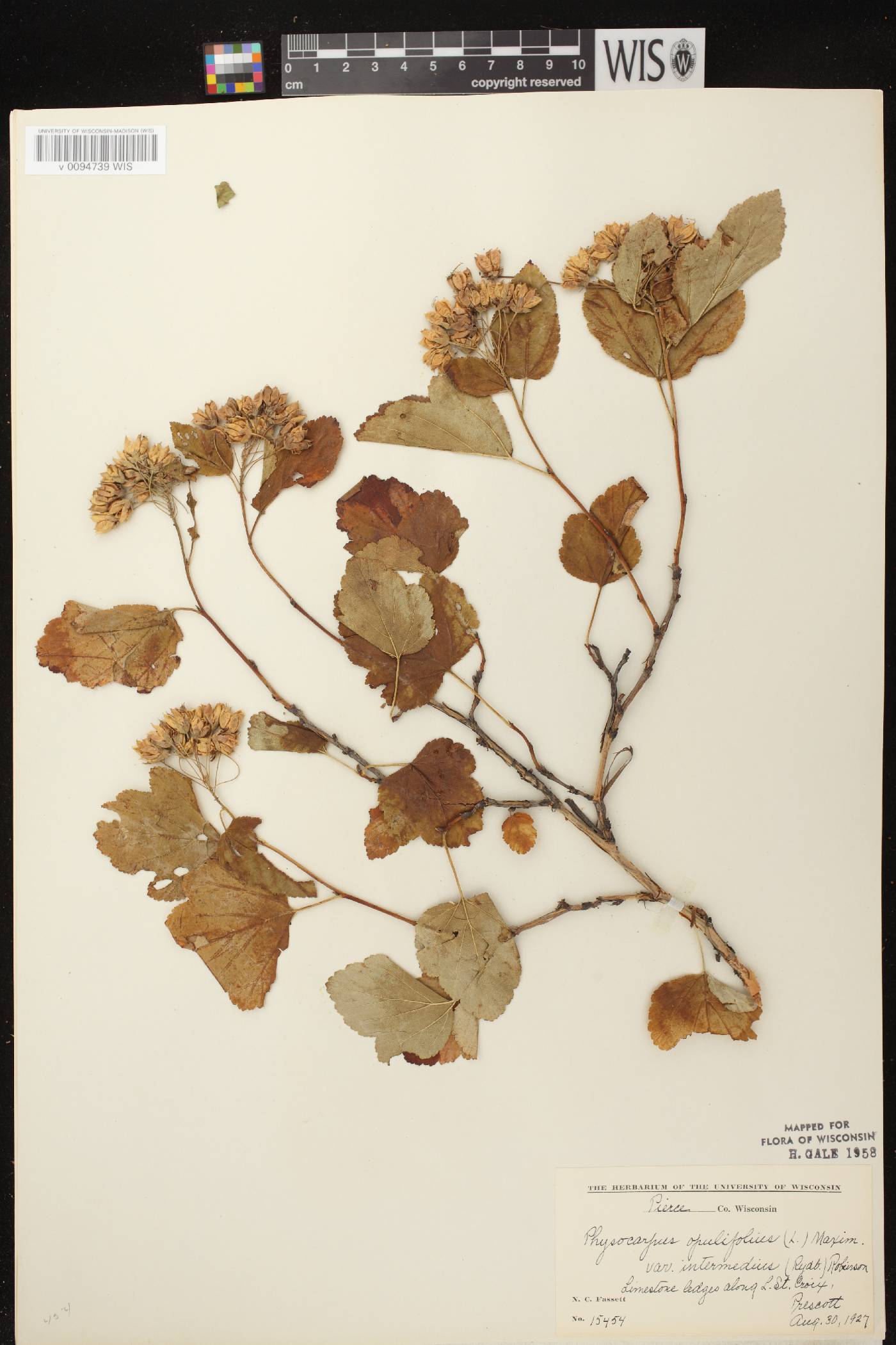 Physocarpus intermedius image