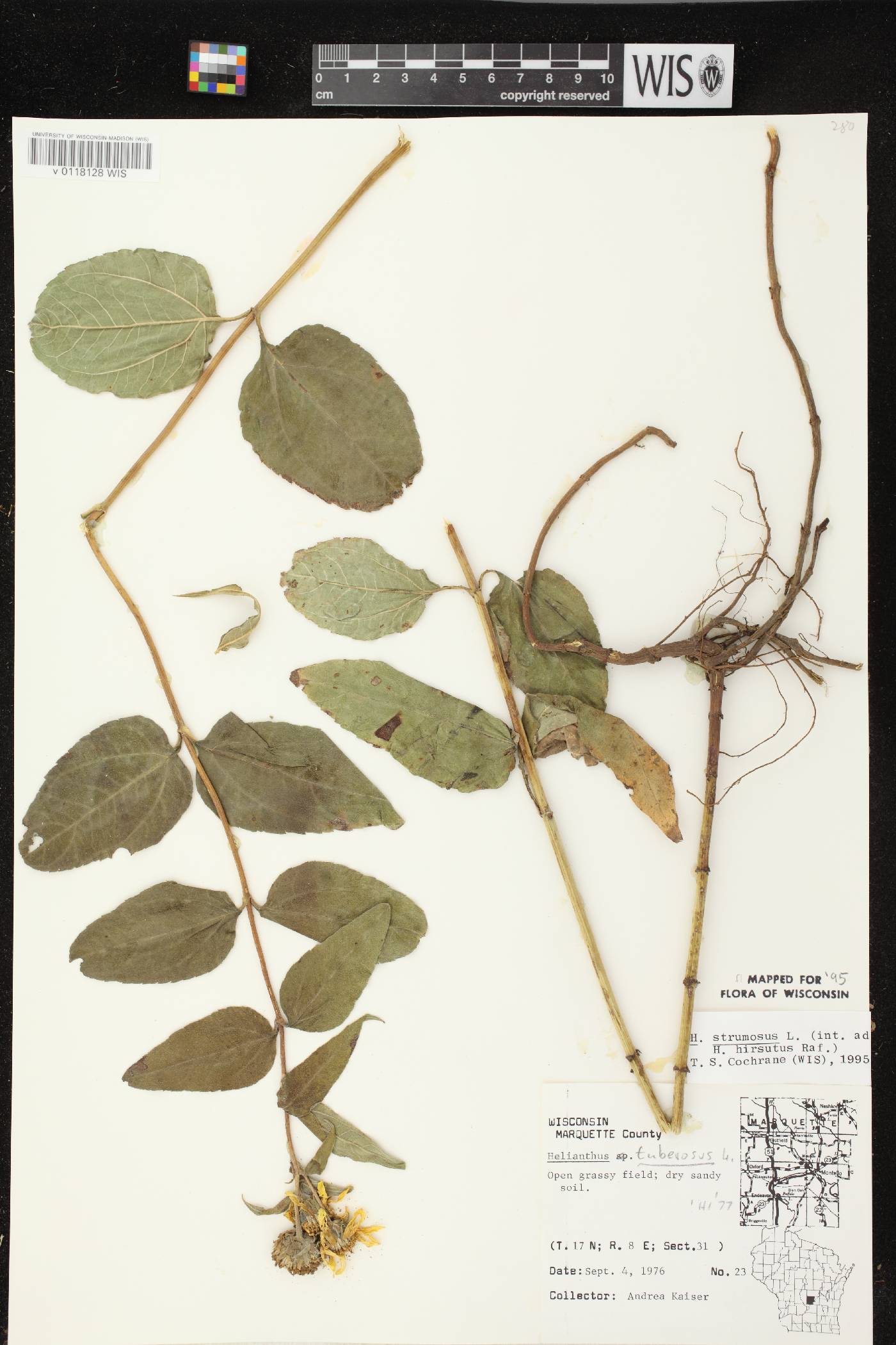 Helianthus strumosus image