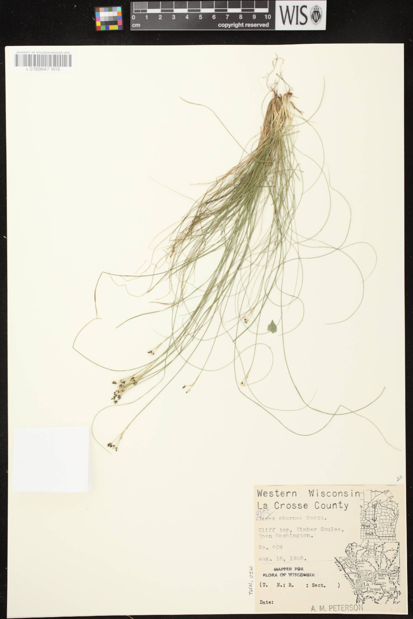 Carex eburnea image
