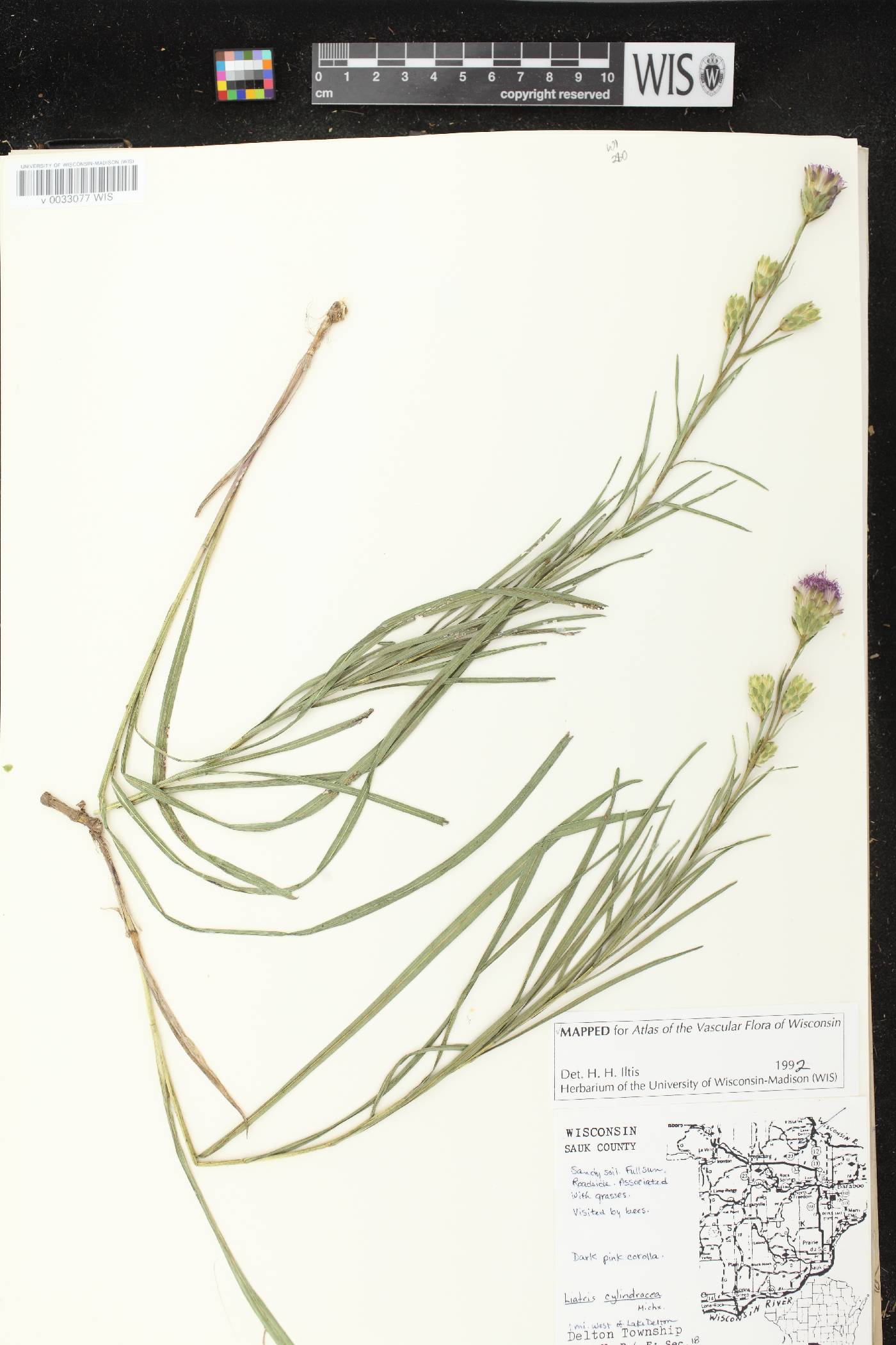 Liatris cylindracea image