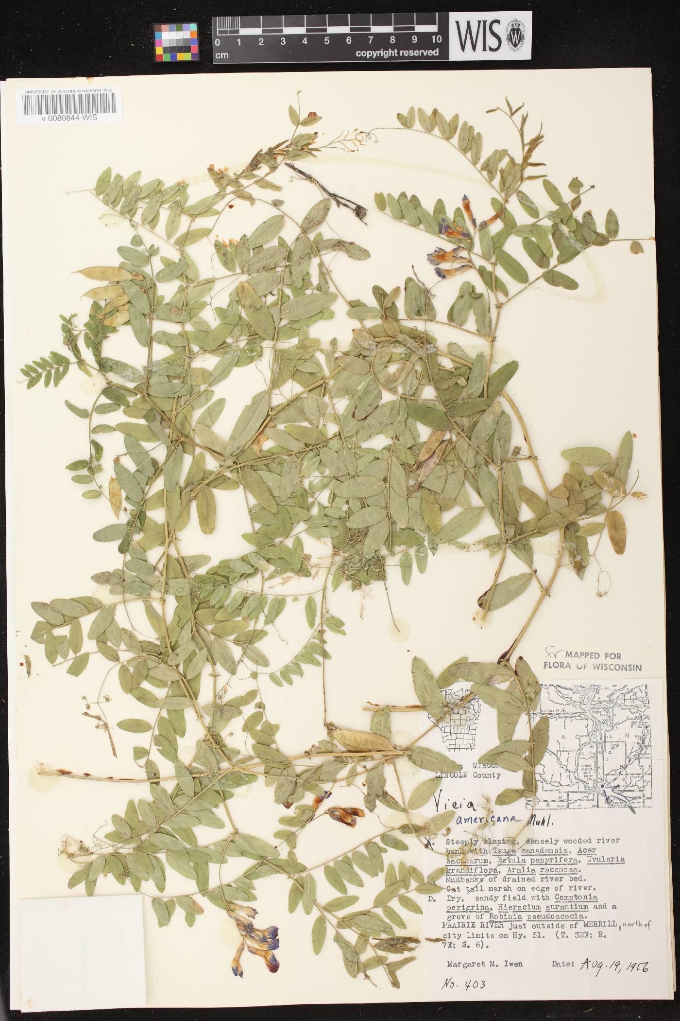 Vicia americana subsp. americana image