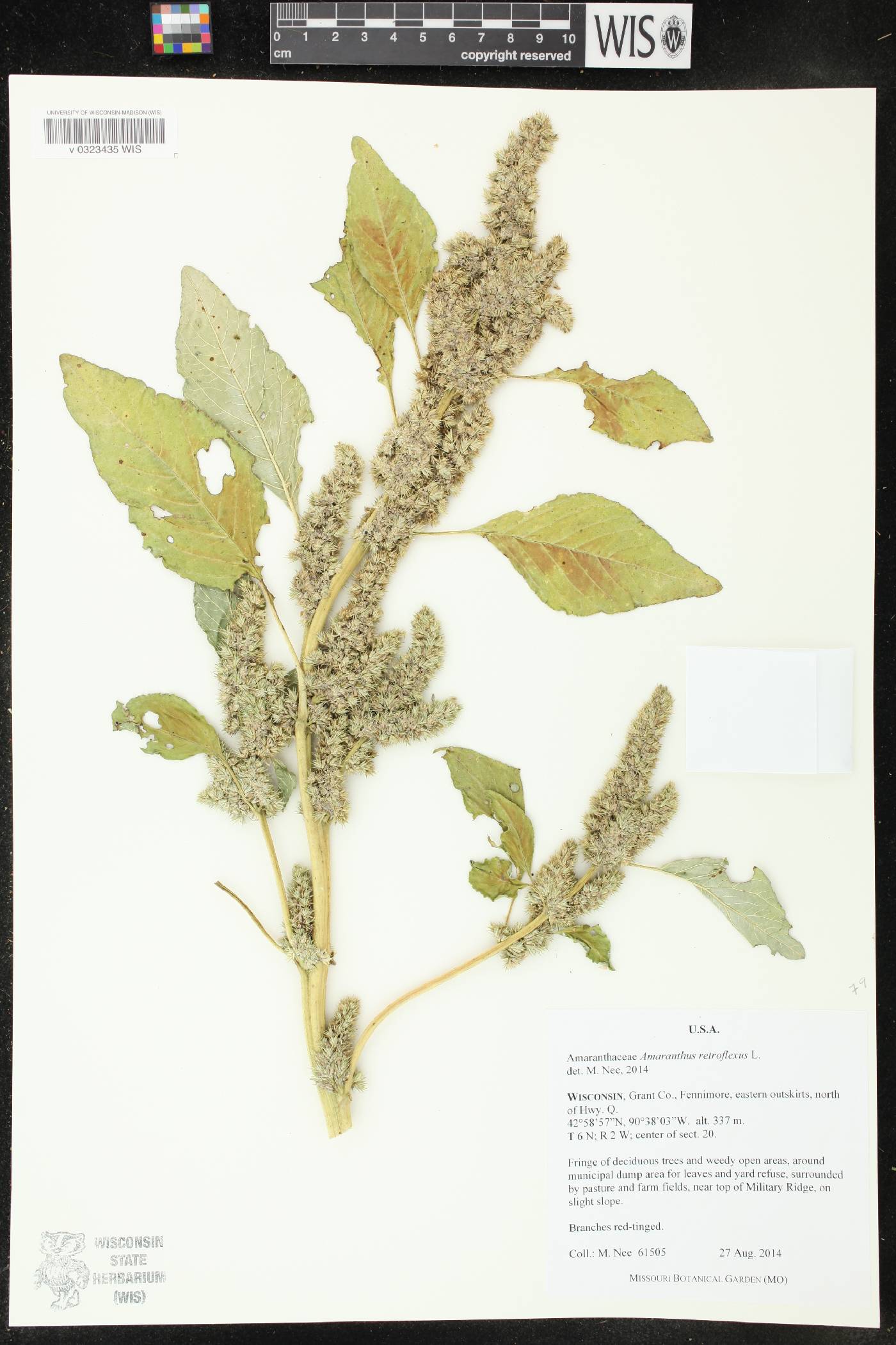 Amaranthus retroflexus image