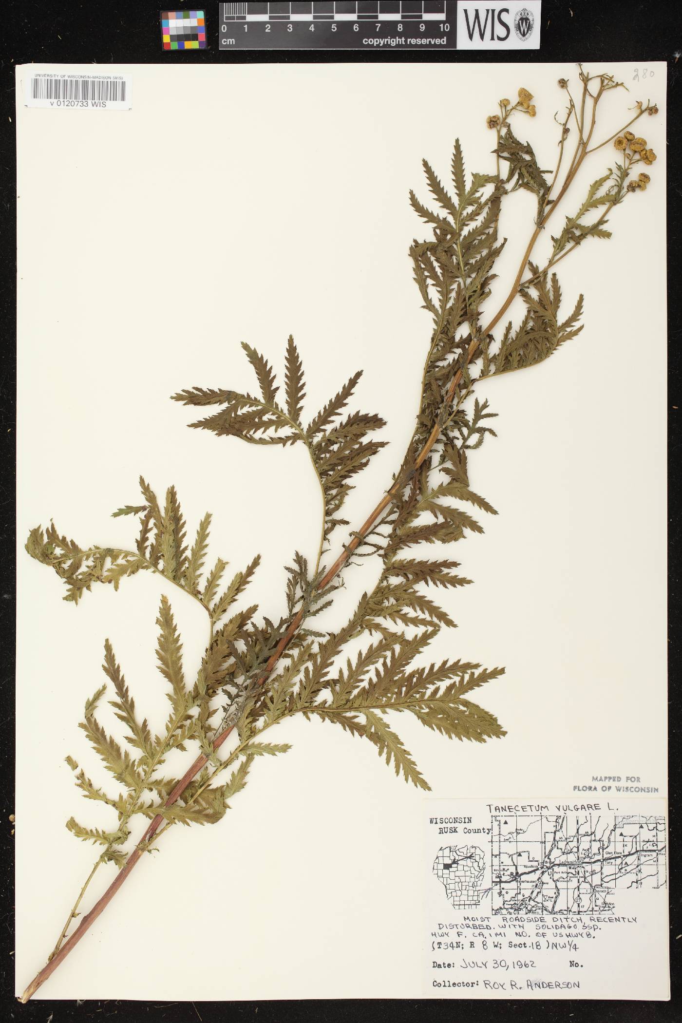Tanacetum vulgare image
