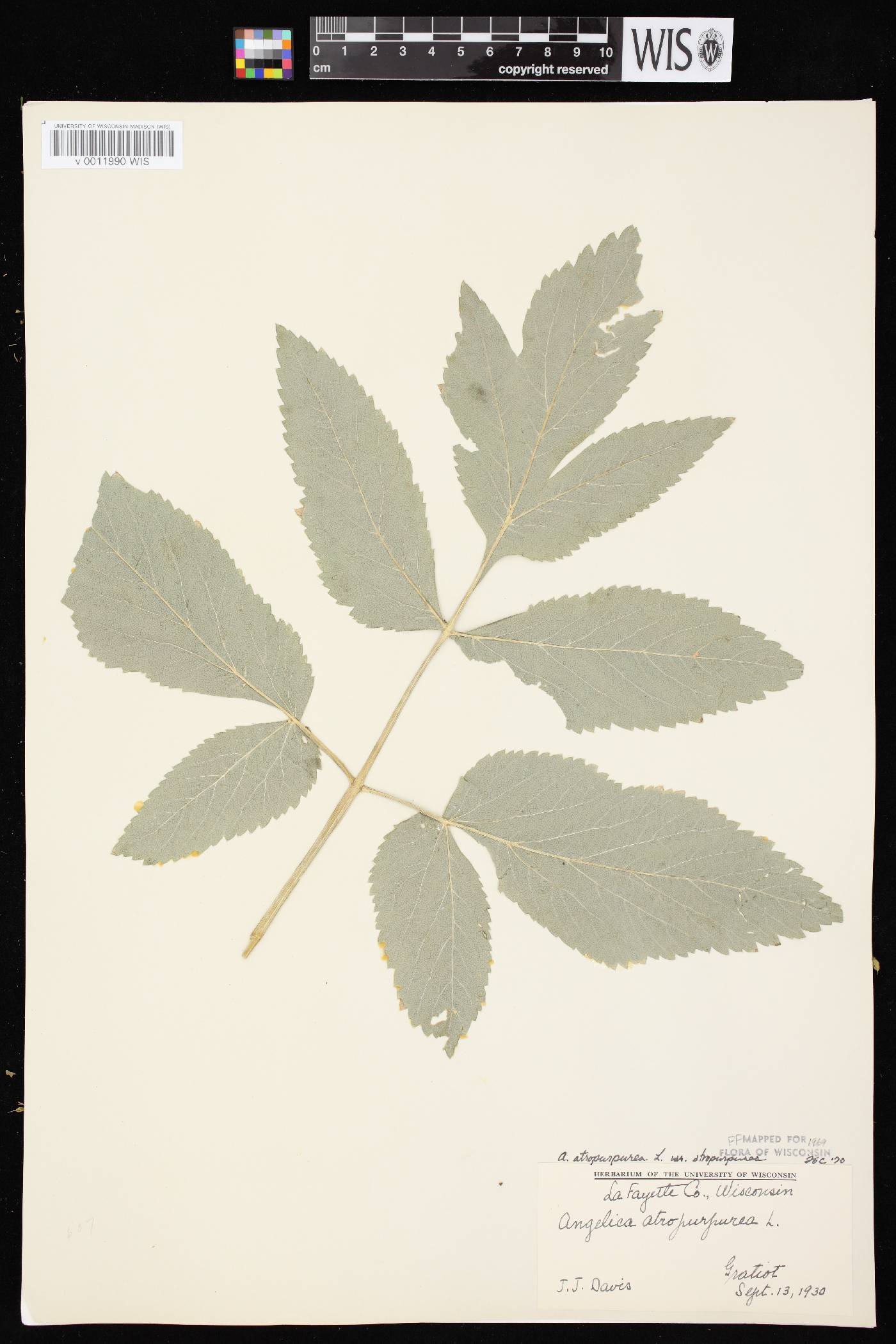 Angelica atropurpurea var. atropurpurea image
