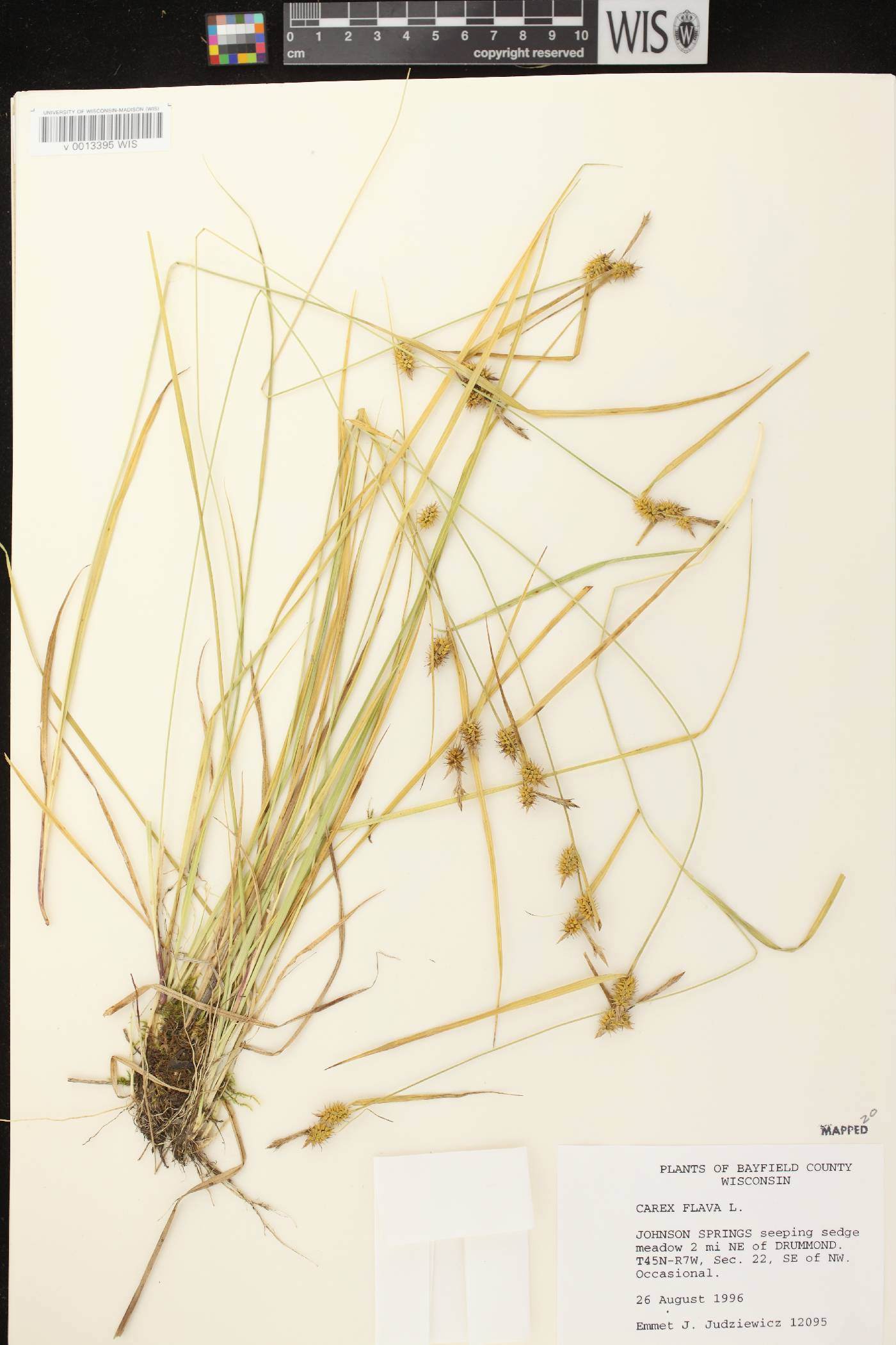 Carex flava image