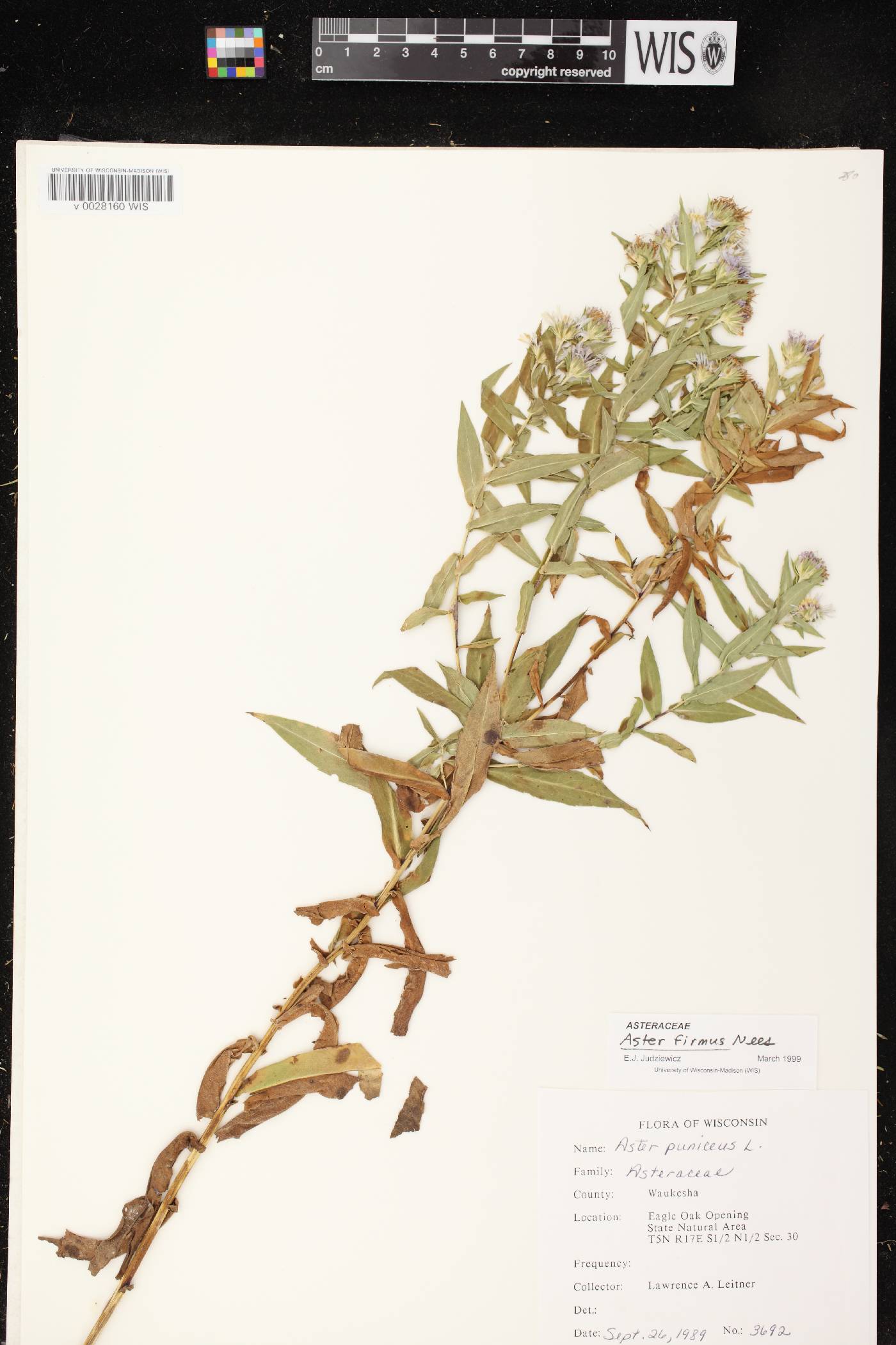 Symphyotrichum firmum image