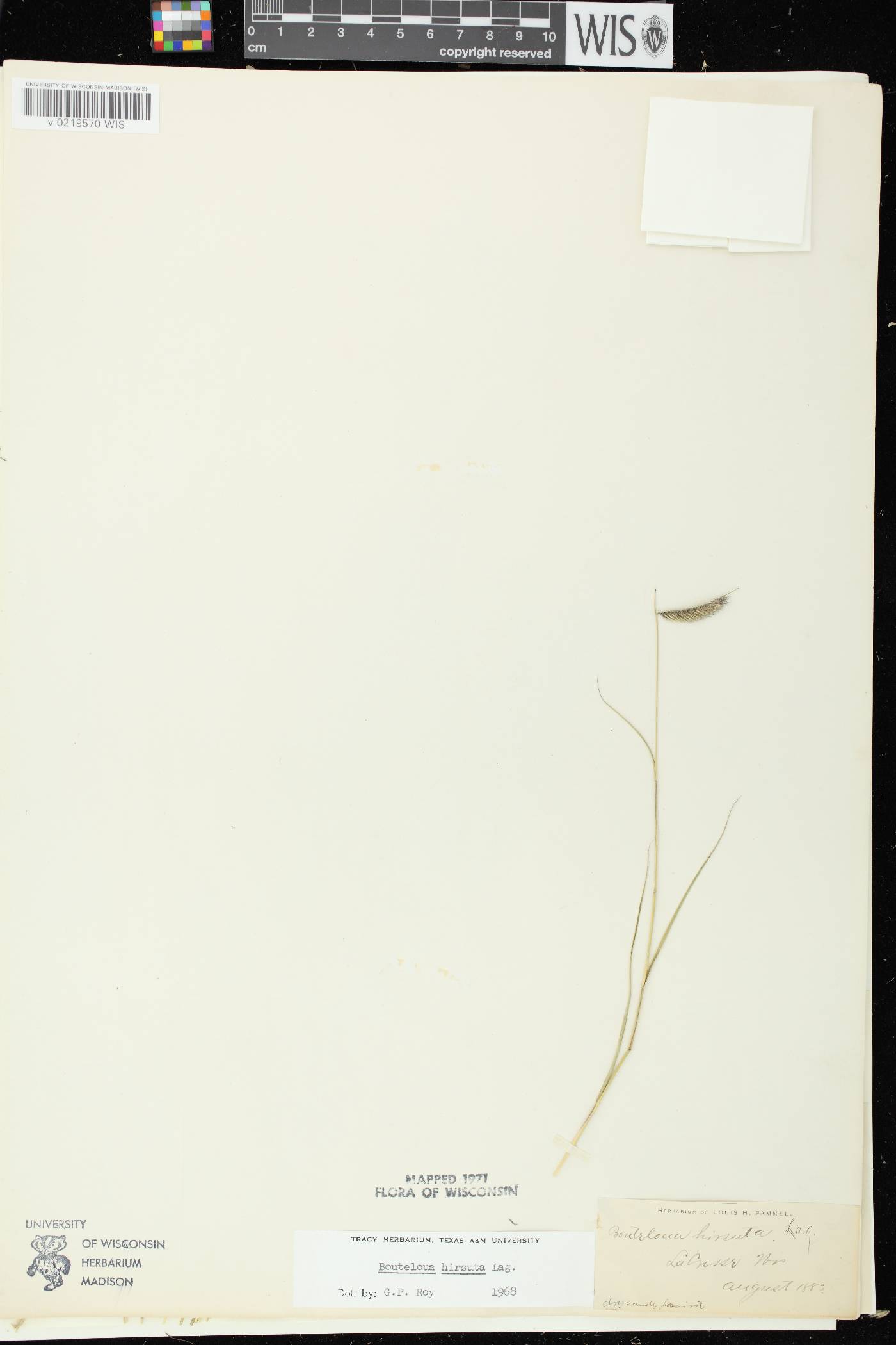Bouteloua hirsuta image