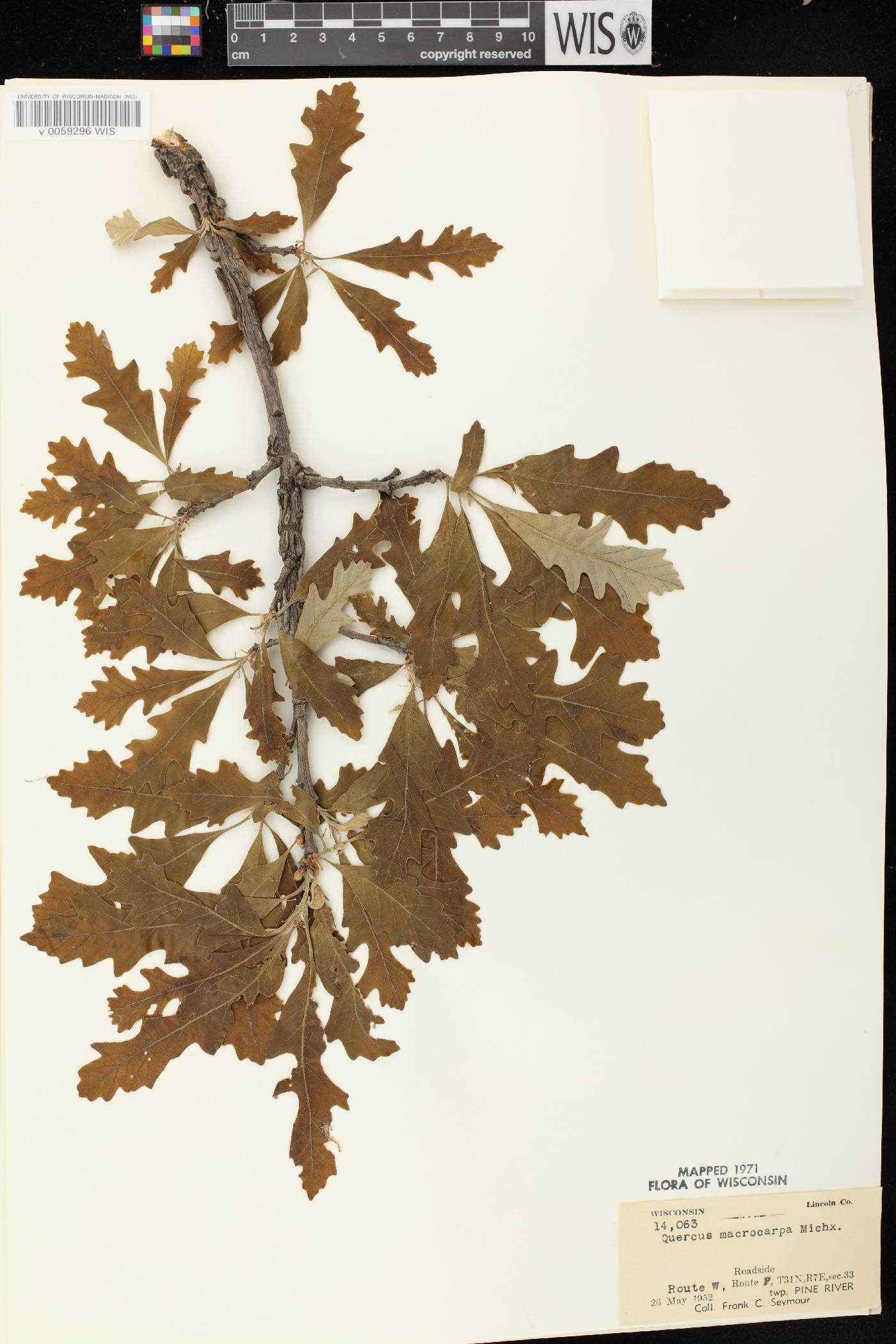 Quercus macrocarpa image
