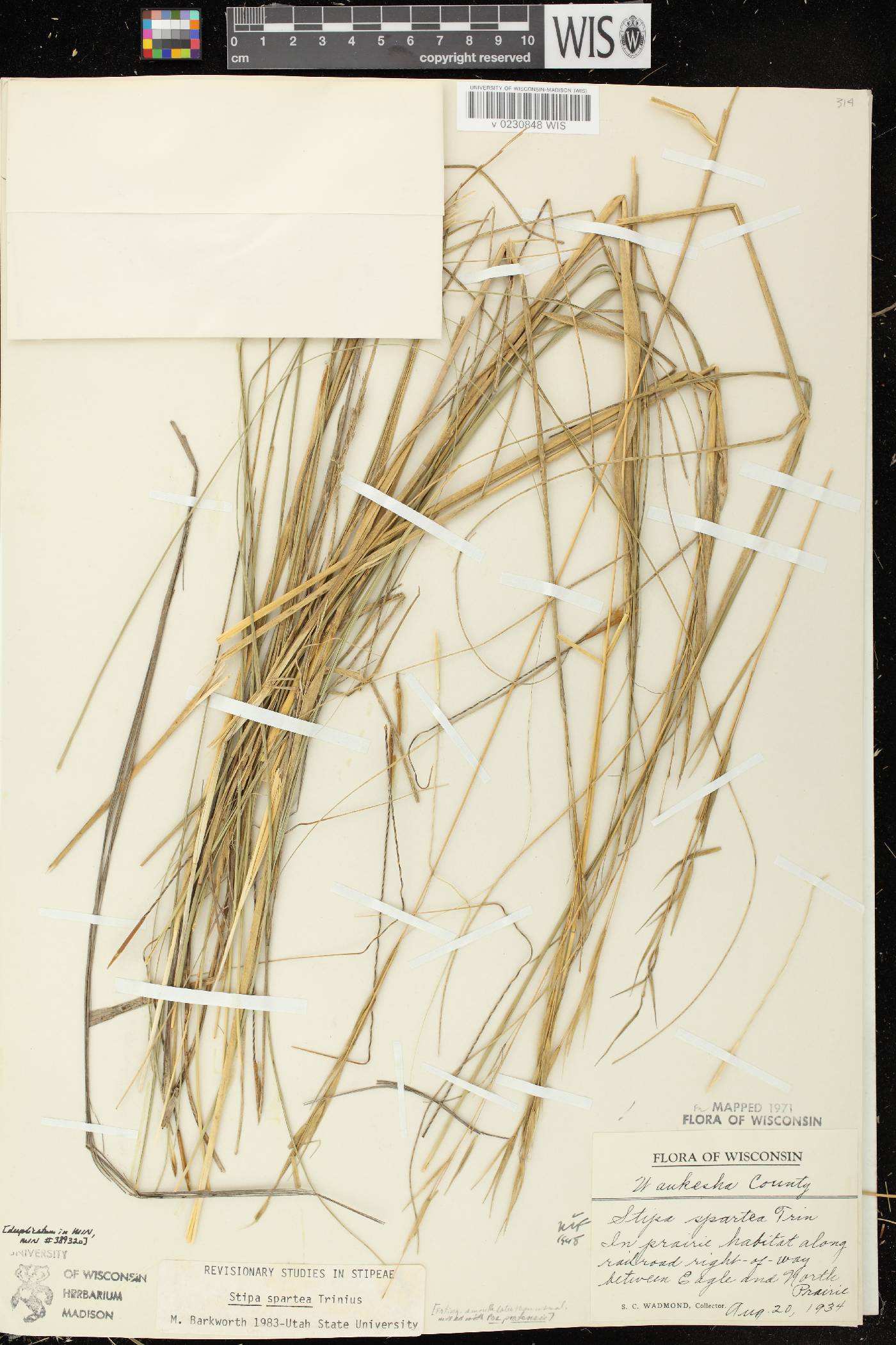 Hesperostipa spartea image