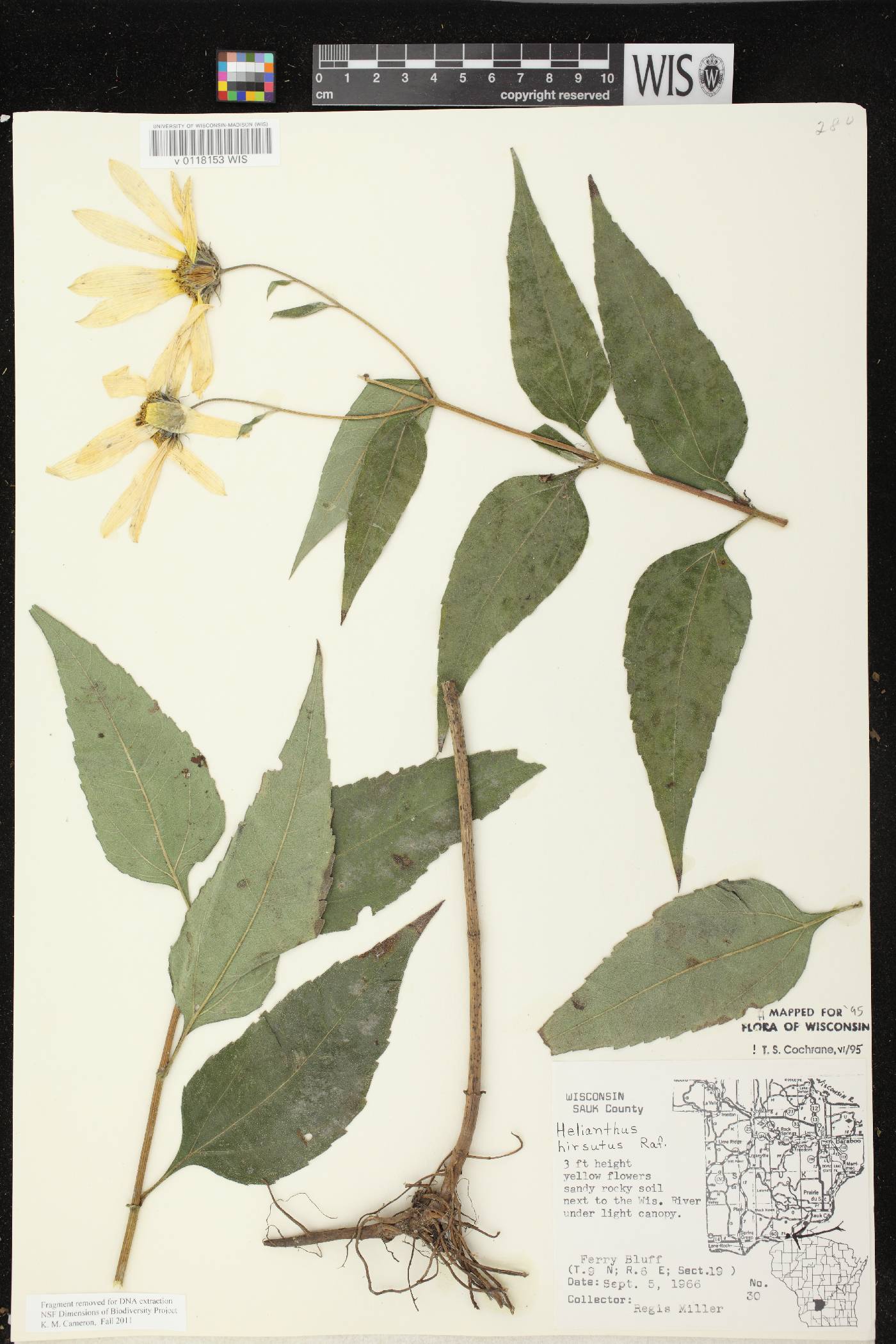 Helianthus hirsutus image