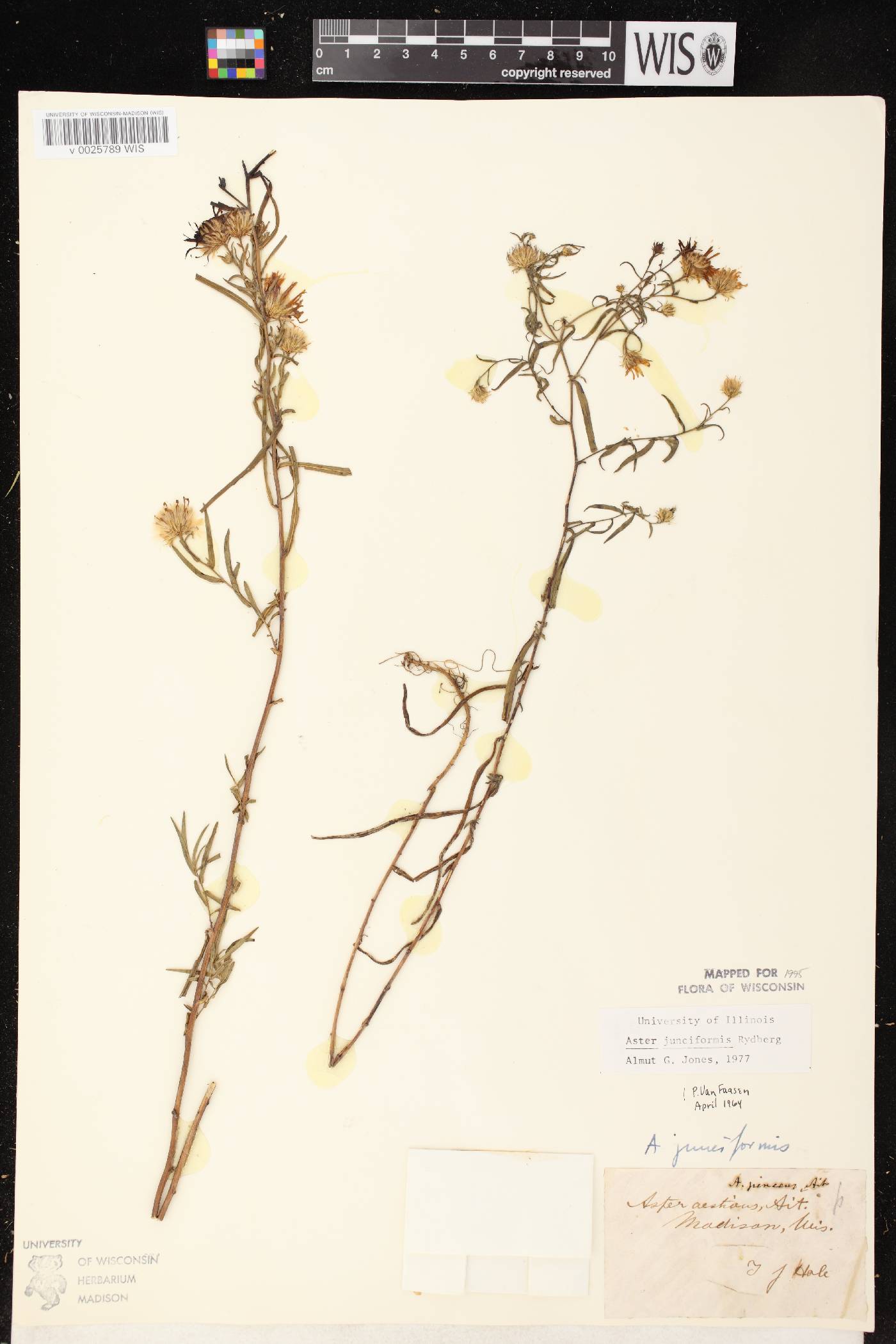 Symphyotrichum boreale image