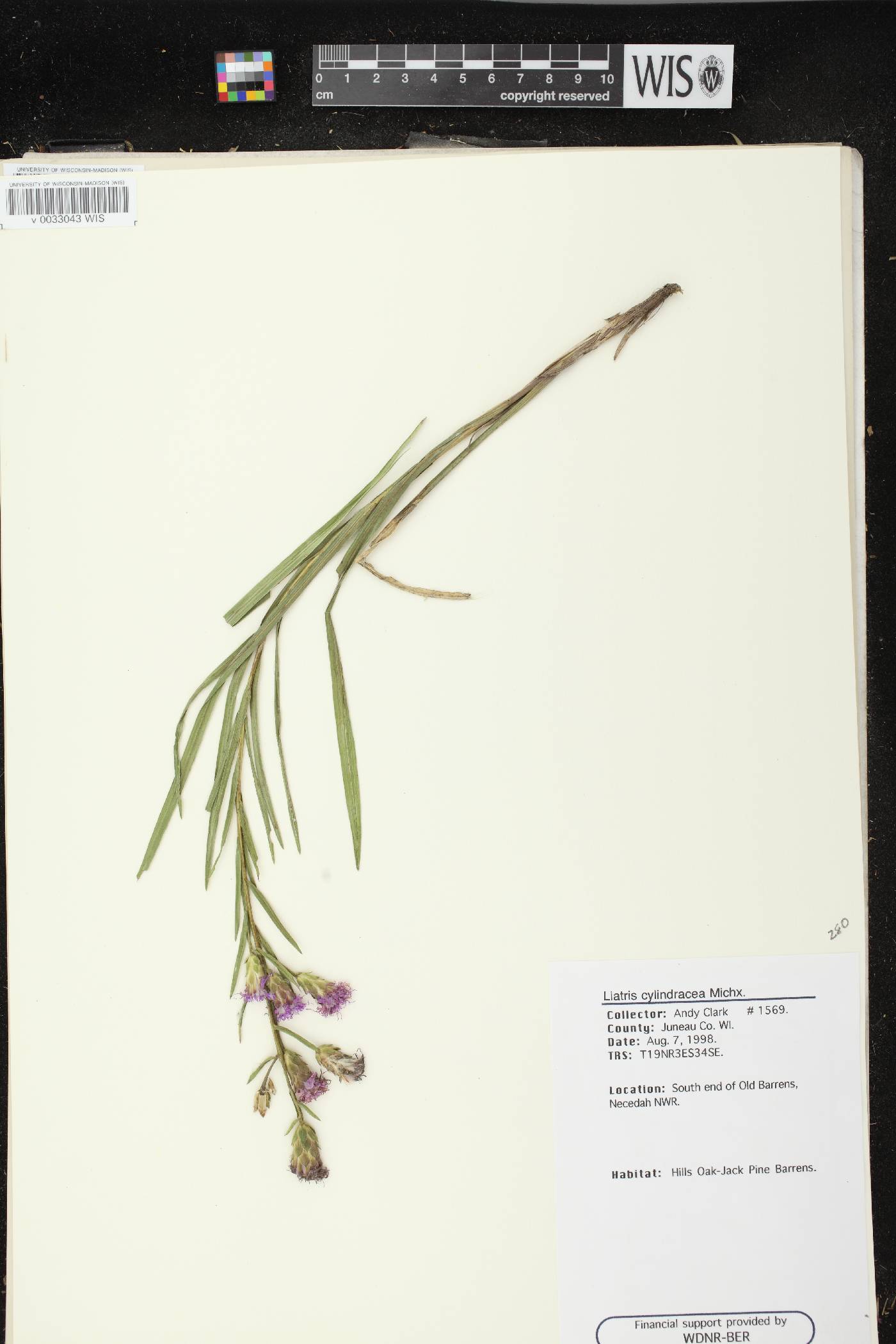 Liatris cylindracea image