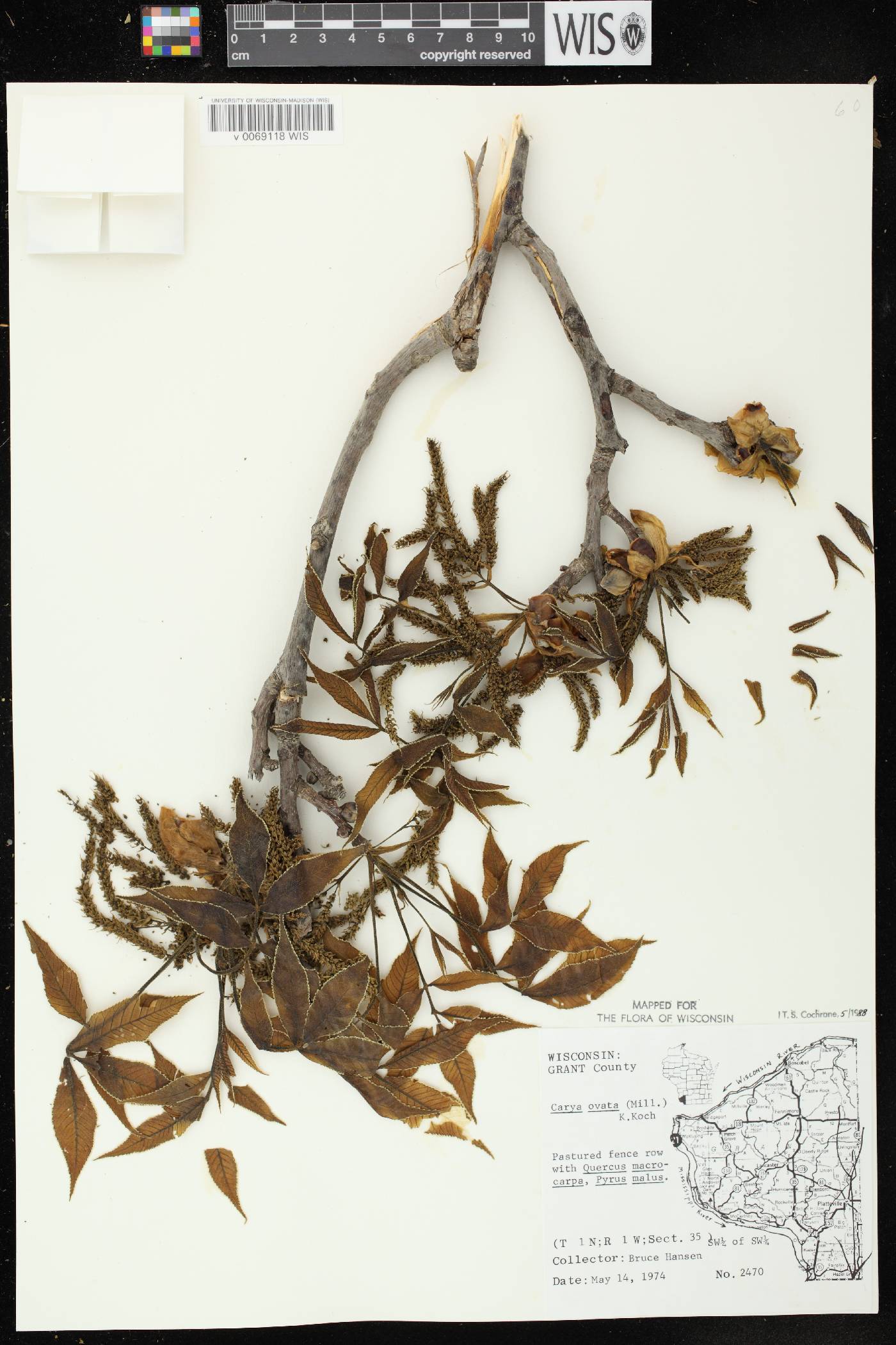 Carya ovata image