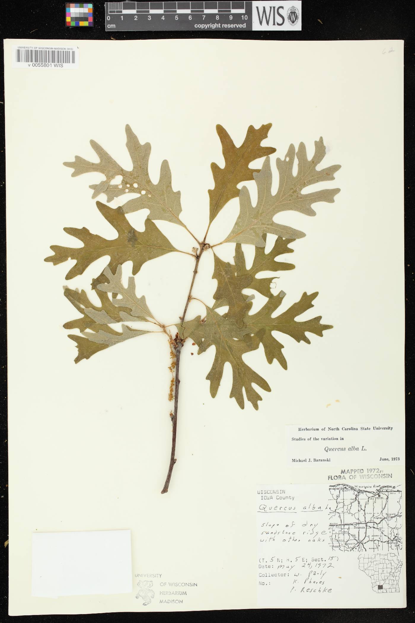 Quercus alba image