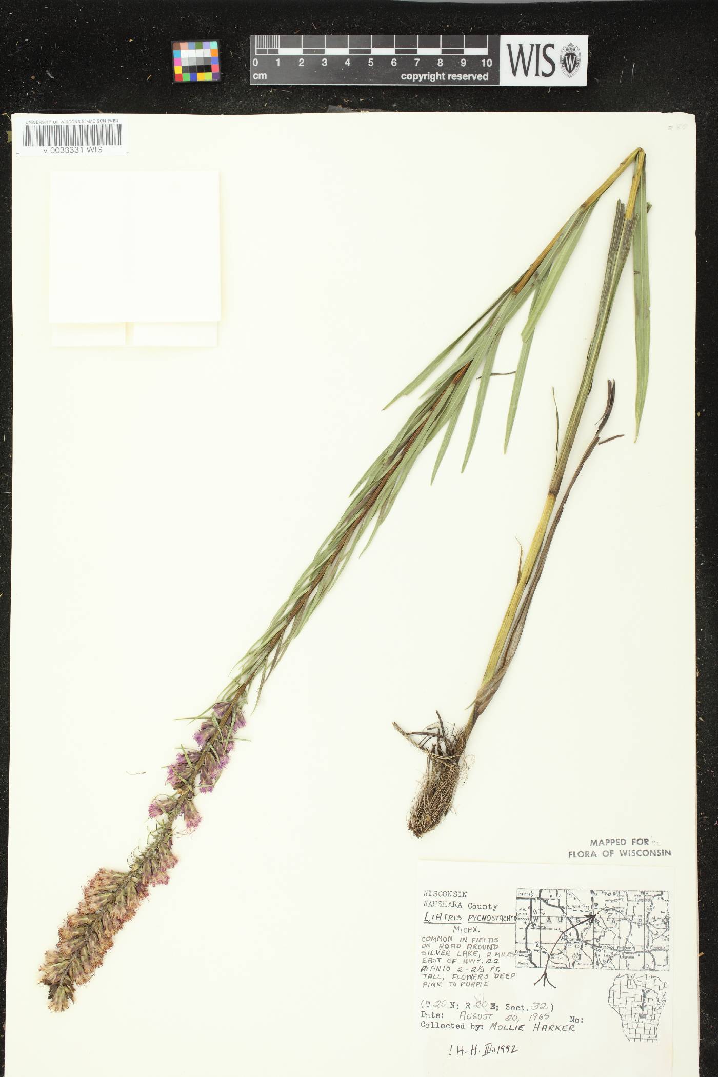 Liatris pycnostachya var. pycnostachya image