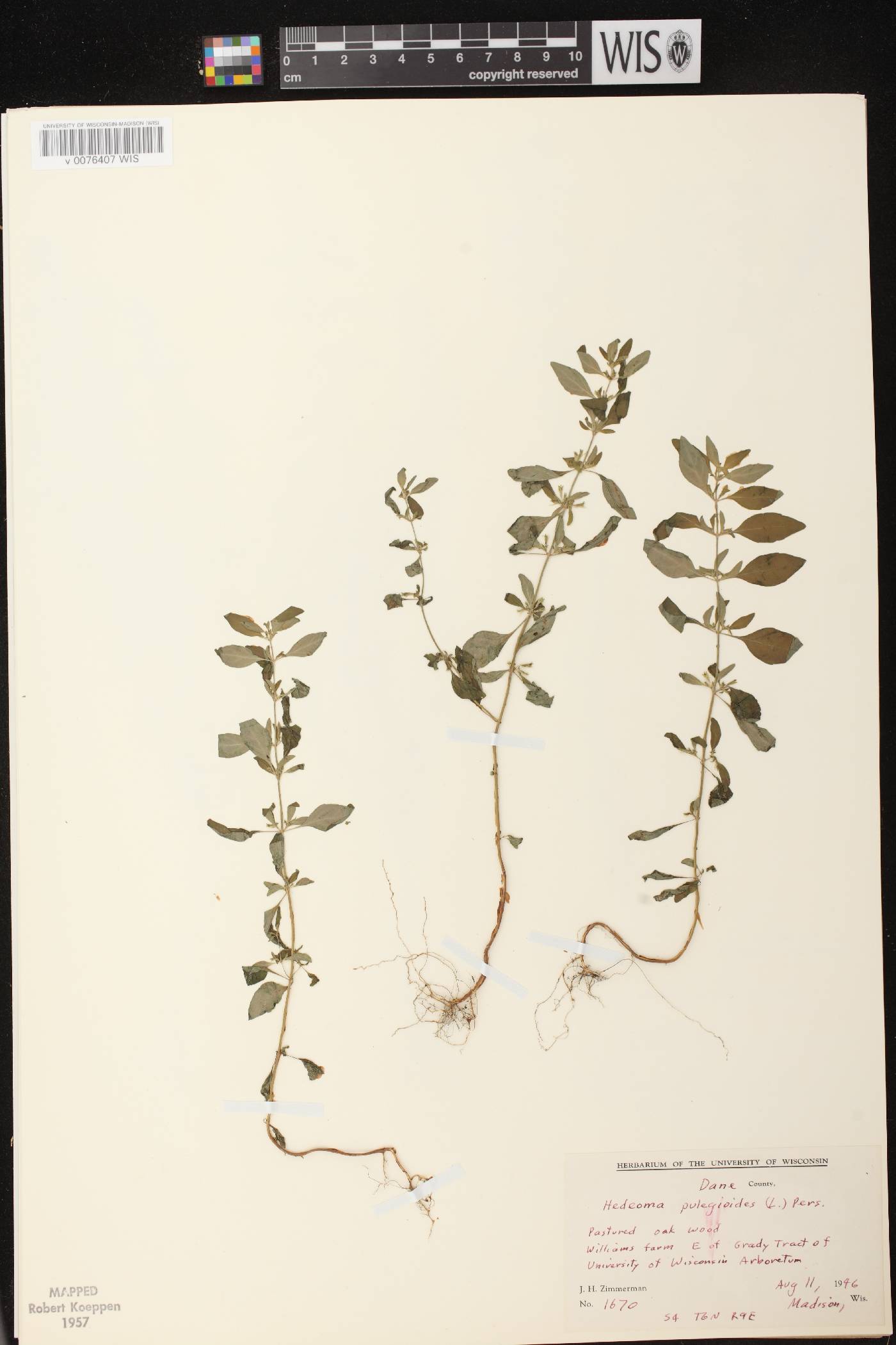 Hedeoma pulegioides image
