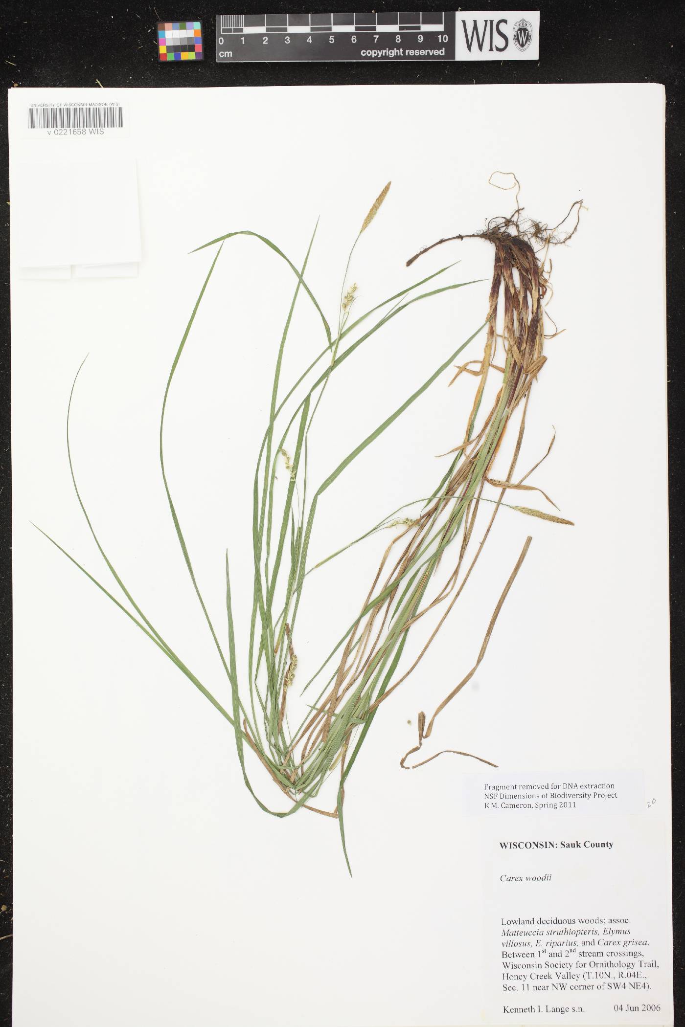Carex woodii image