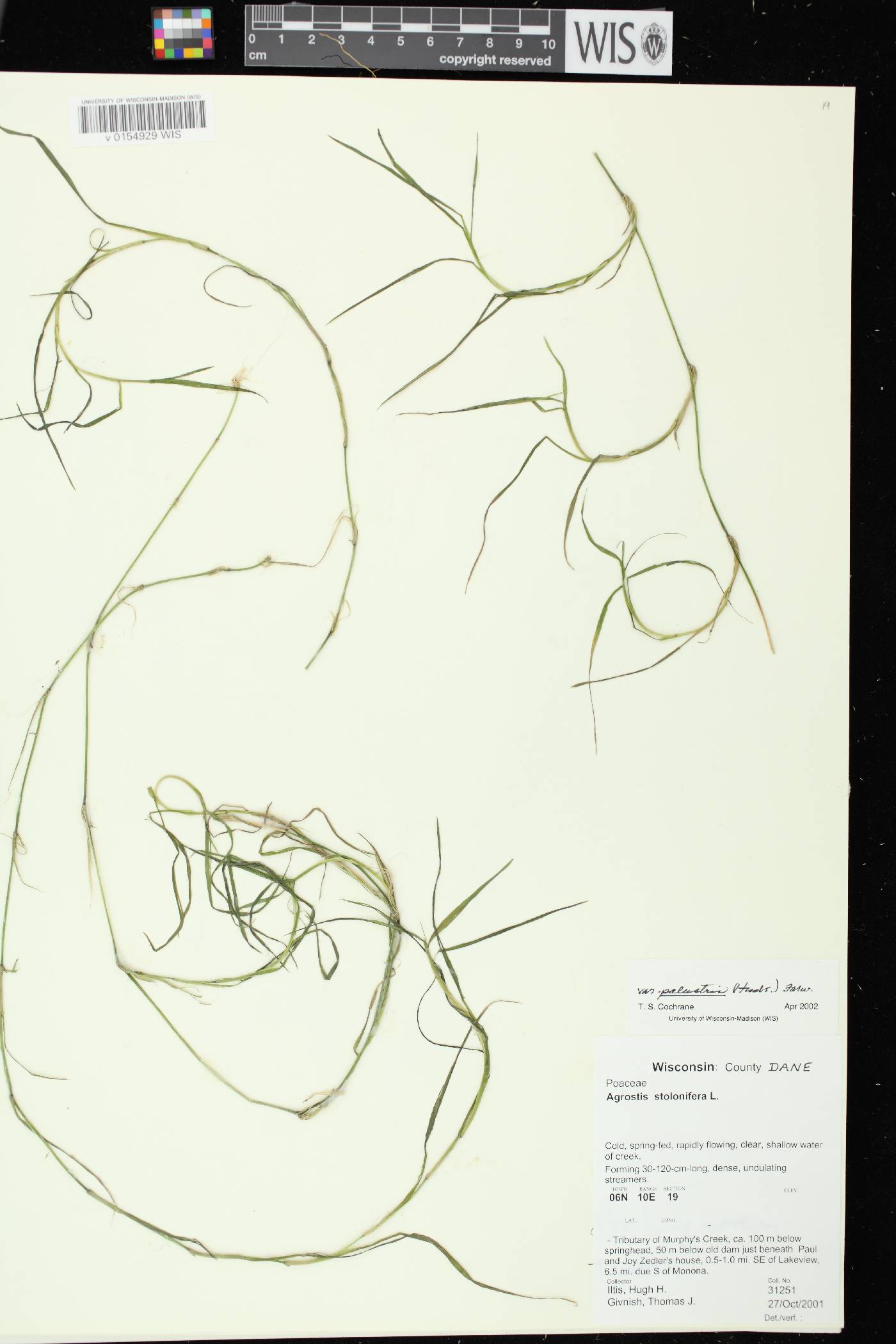 Agrostis stolonifera image