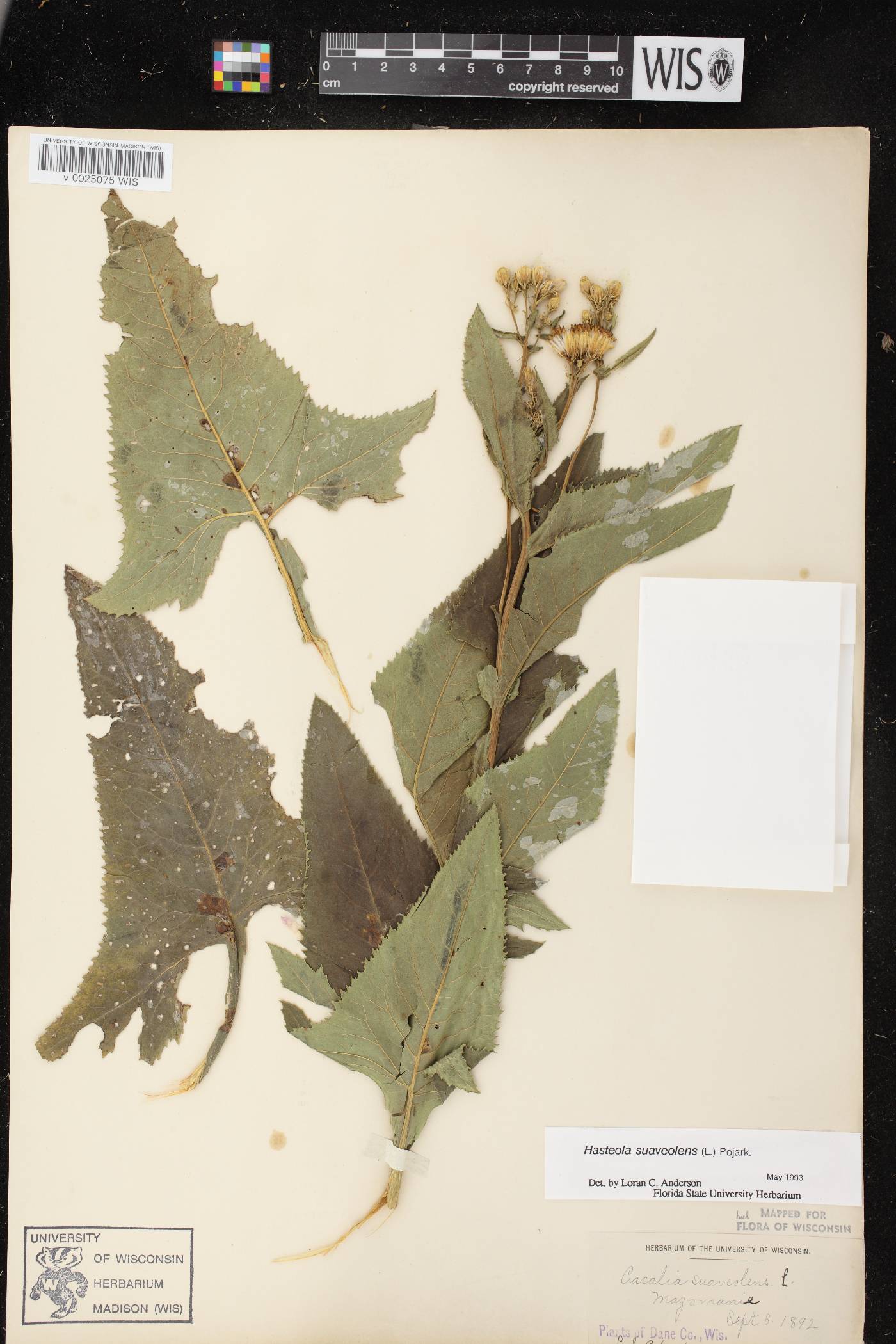 Hasteola suaveolens image